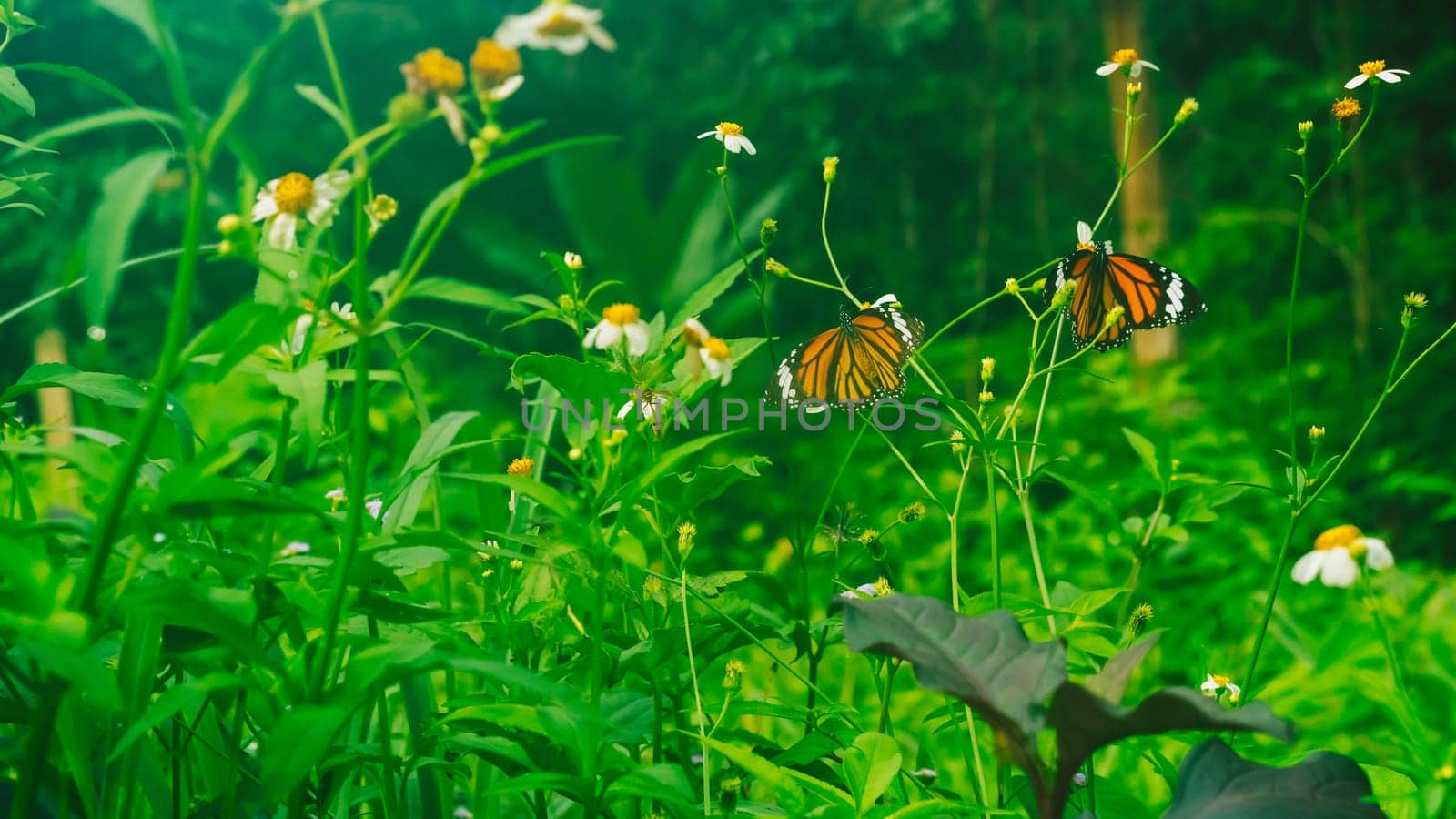 Summer mood background. Energy of Magic wild flora and fauna. Flowers, grass, butterflies.