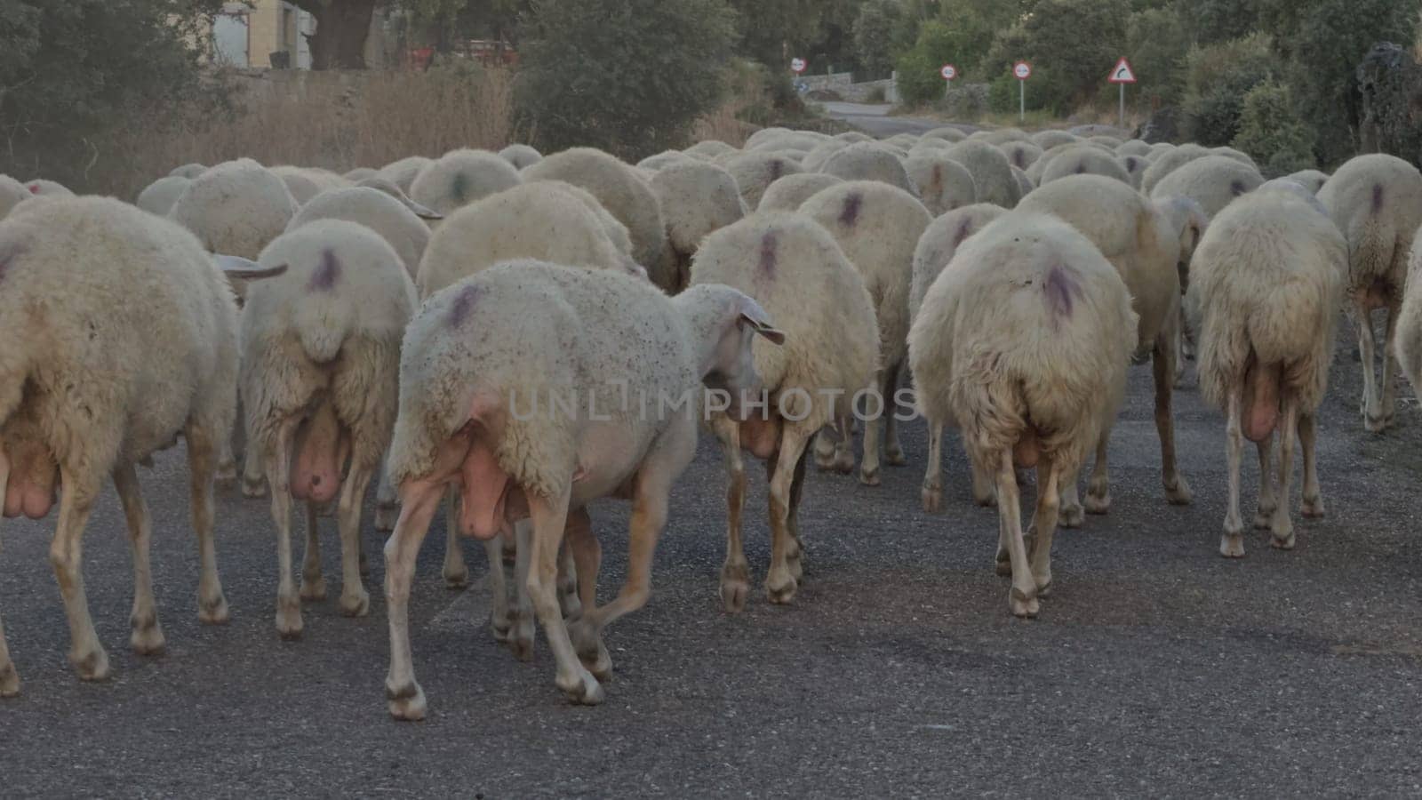 A video captures a flock of limping sheep moving along a poorly maintained rural road.
