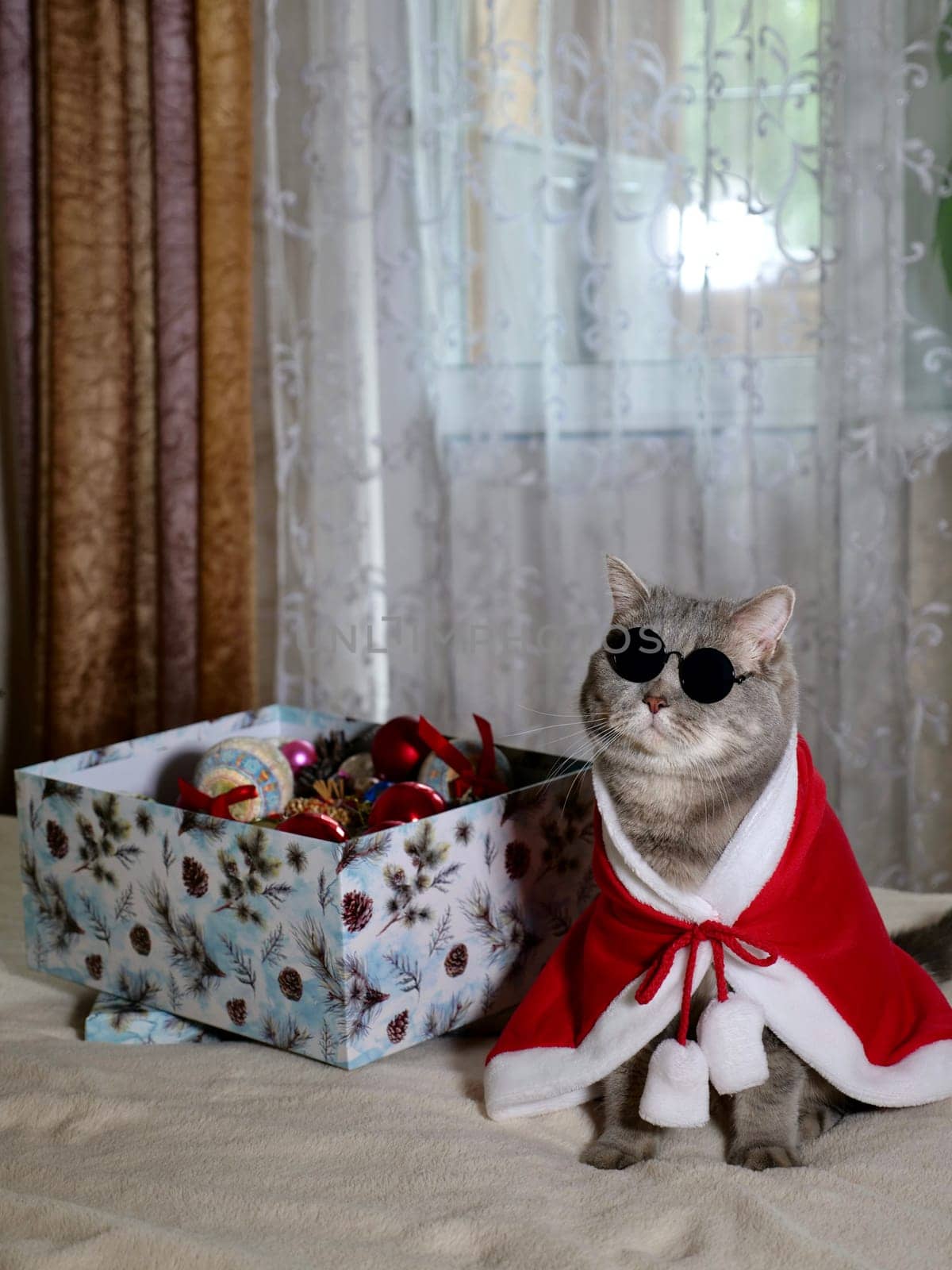 Scottish straight cat in New Year's red suit and sunglasses for New Year, Christmas. A pet on the eve of the holidays 2025 at home on the bed
