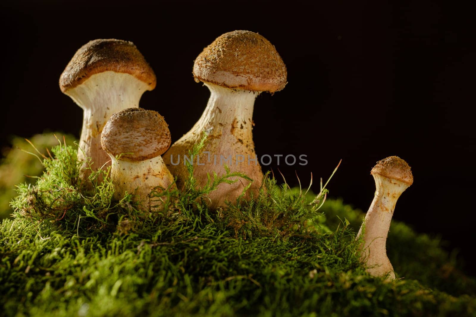 A cluster of mushrooms growing on a bed of green moss in a natural setting. The mushrooms have a brownish cap and a pale stem, honey mushrooms