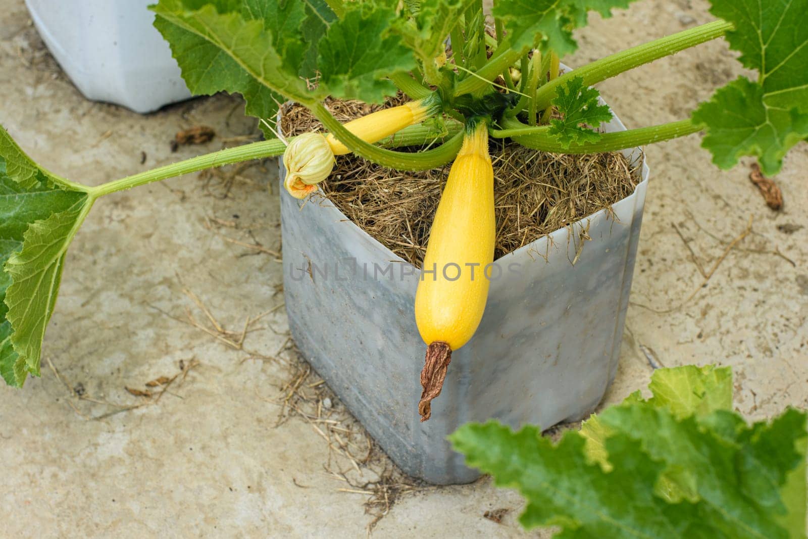 Growing zucchini in plastic pots on concrete