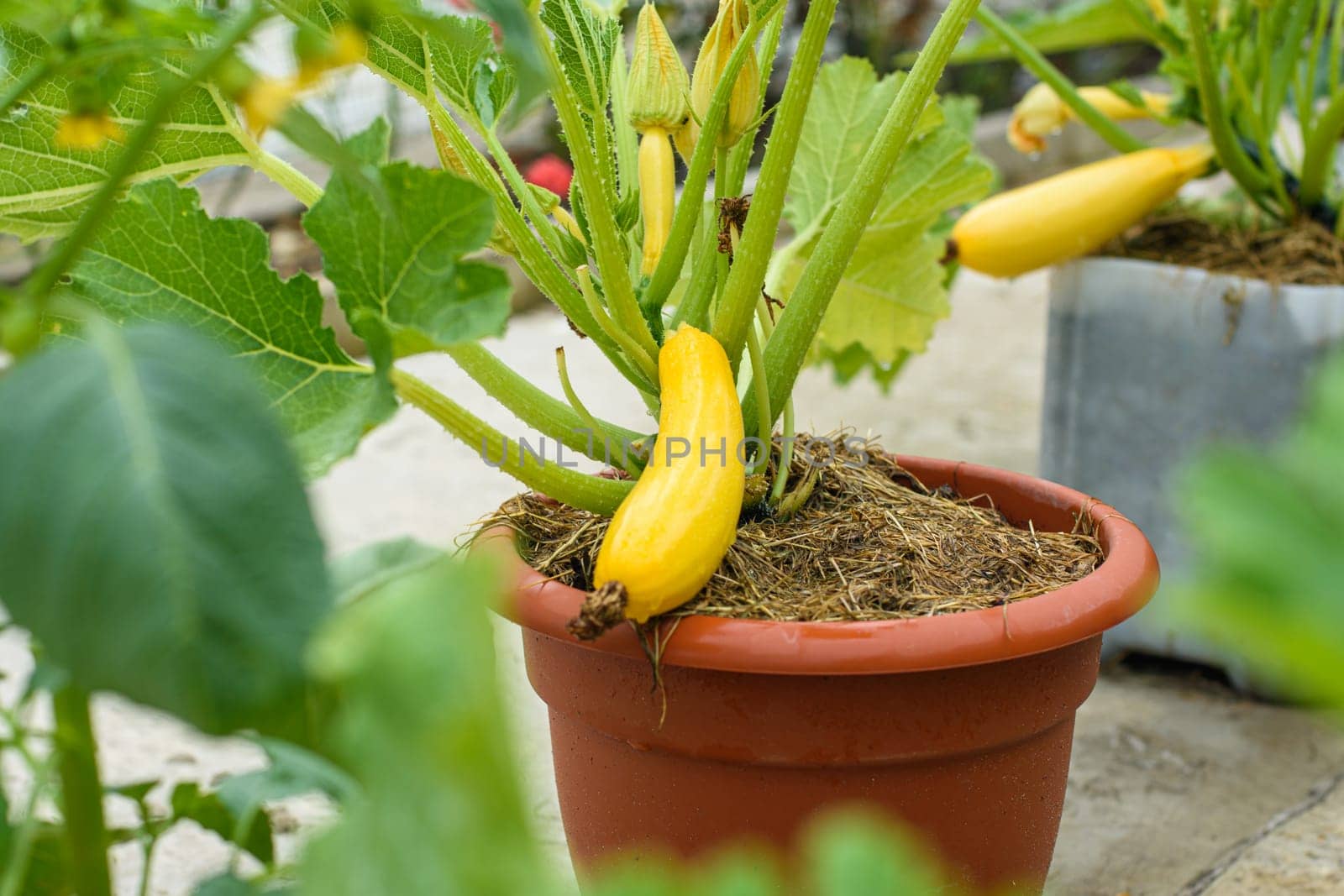 Growing yellow zucchini in plastic flower pots by Madhourse