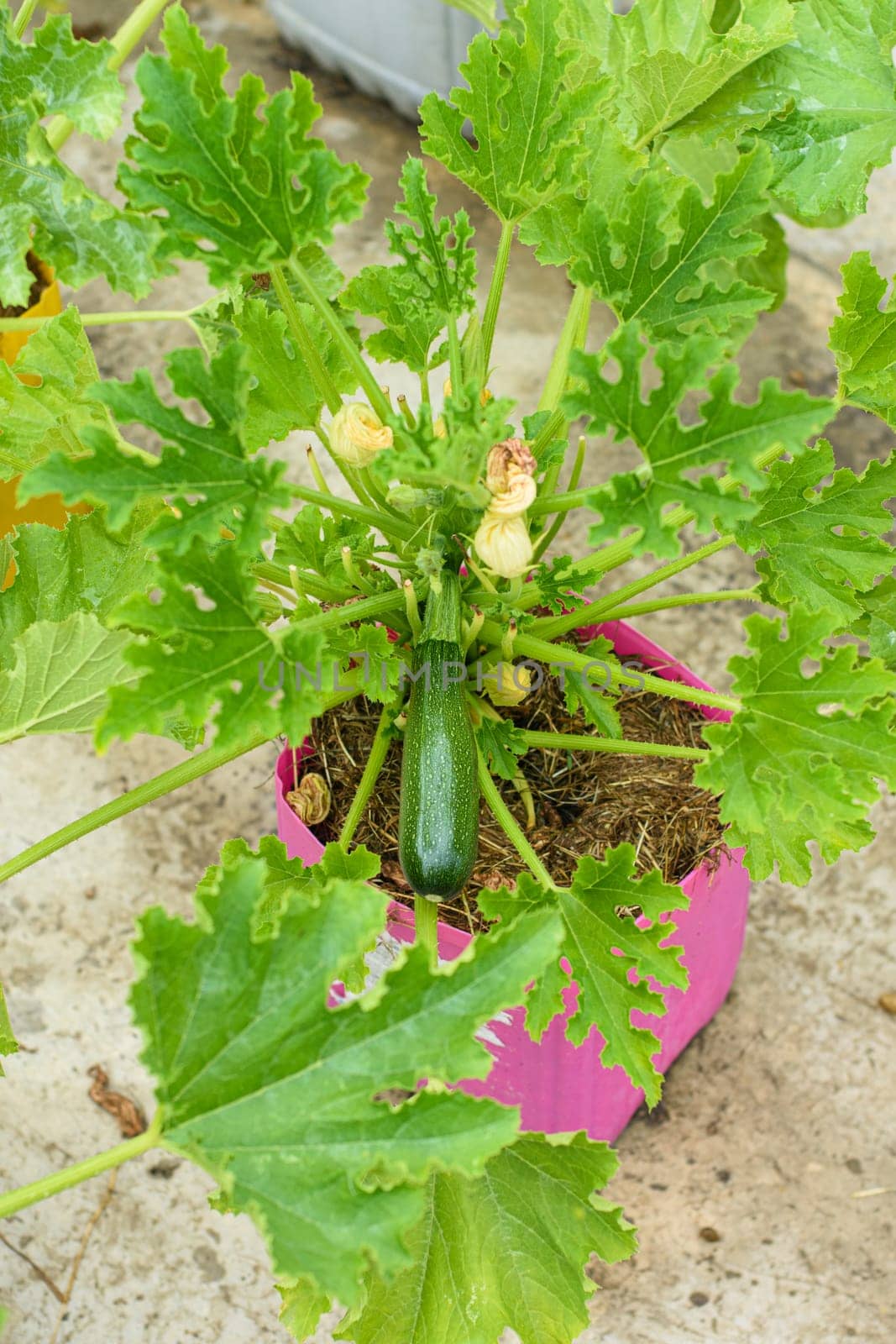 Fruiting of zucchini grown in plastic pots