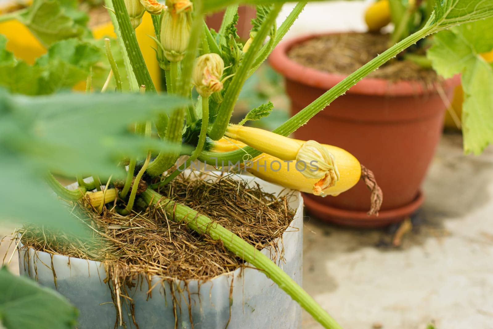 Growing yellow zucchini in plastic pots