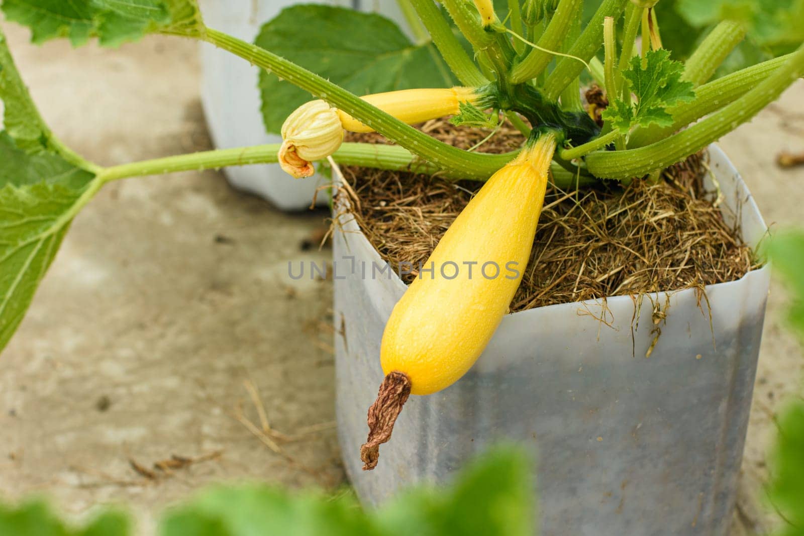 Yellow squash grown in a plastic pot by Madhourse