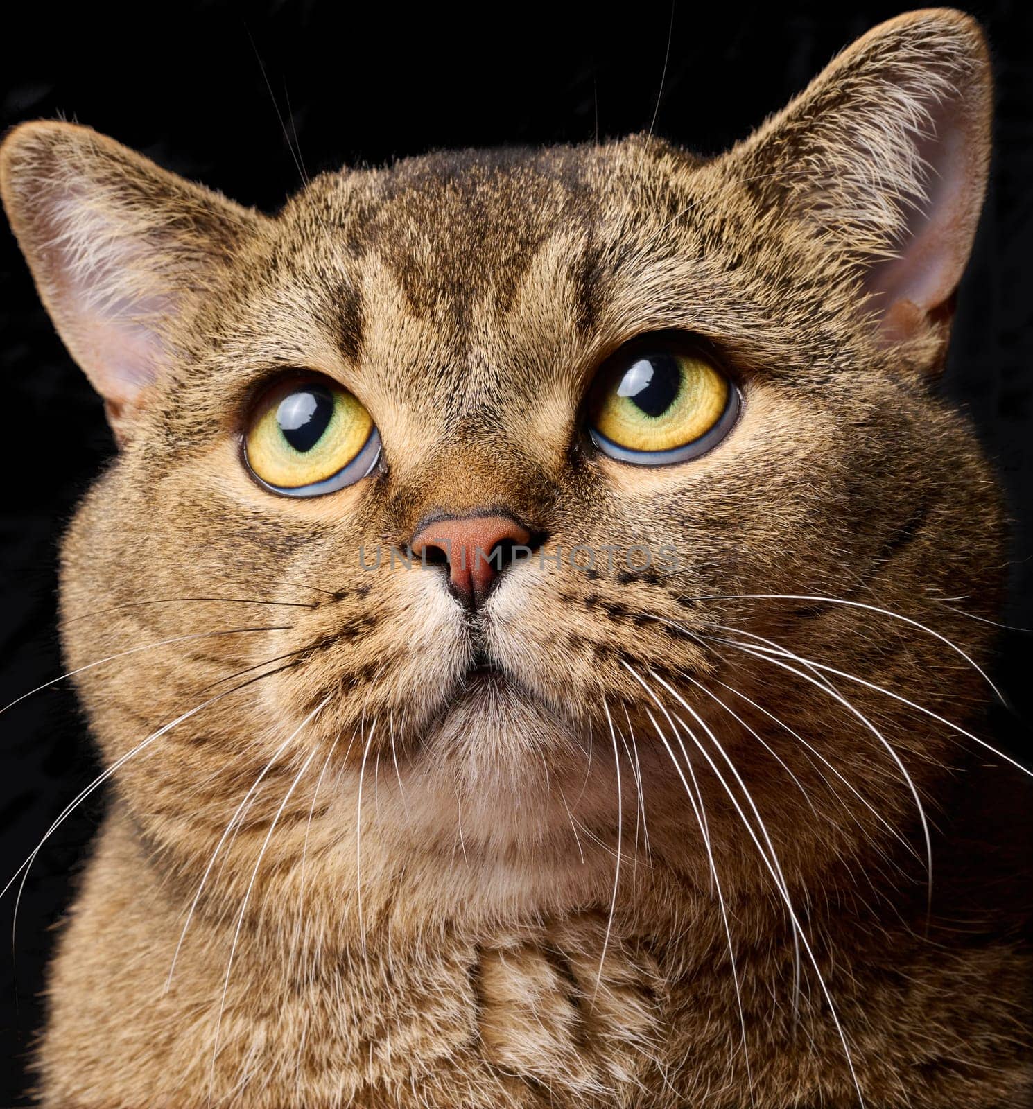 Portrait of an adult gray Scottish straight-eared cat against a black background, animal looking up by ndanko