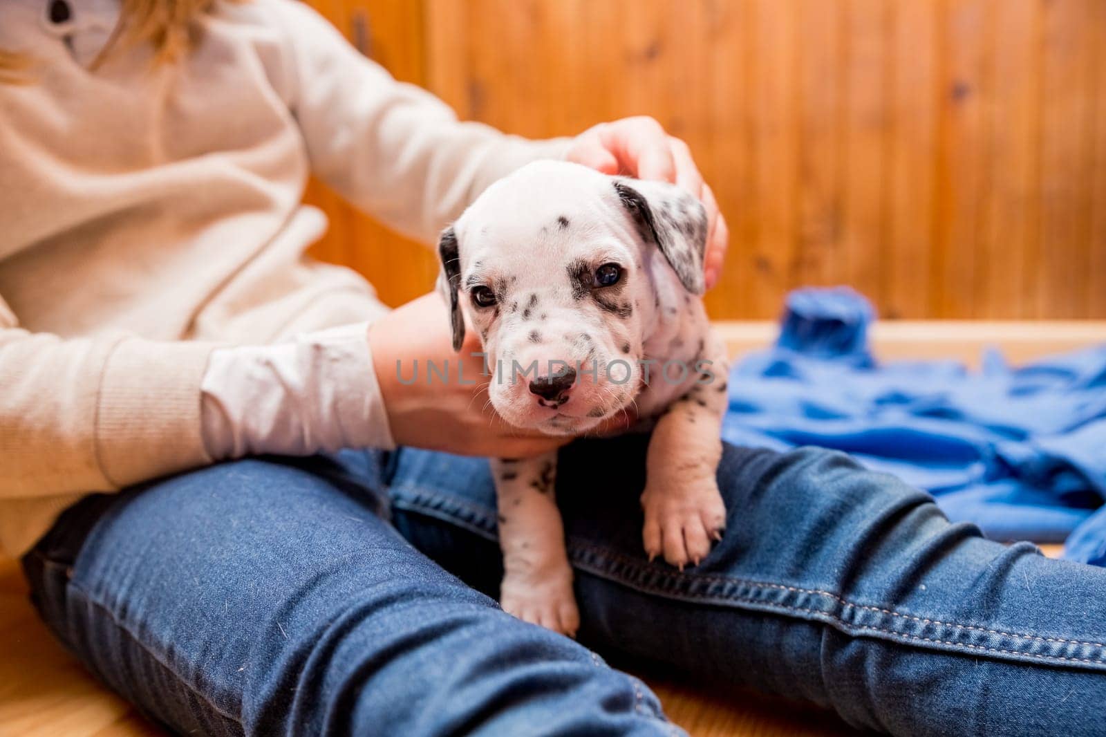Child, dog and animal playing on sofa for bonding together, connection or adoption in living room.