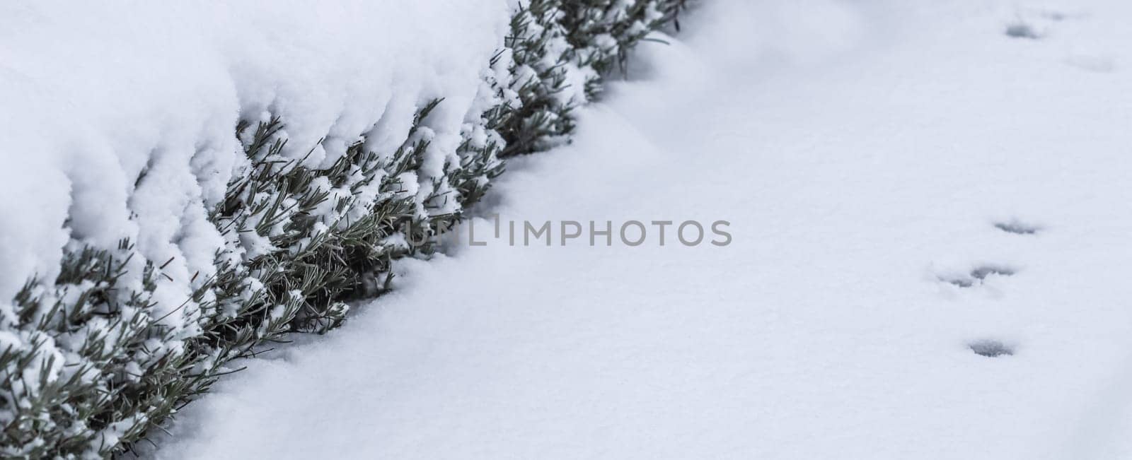 Lavender in the snow. Natural winter background. Backdrop in white blue tones