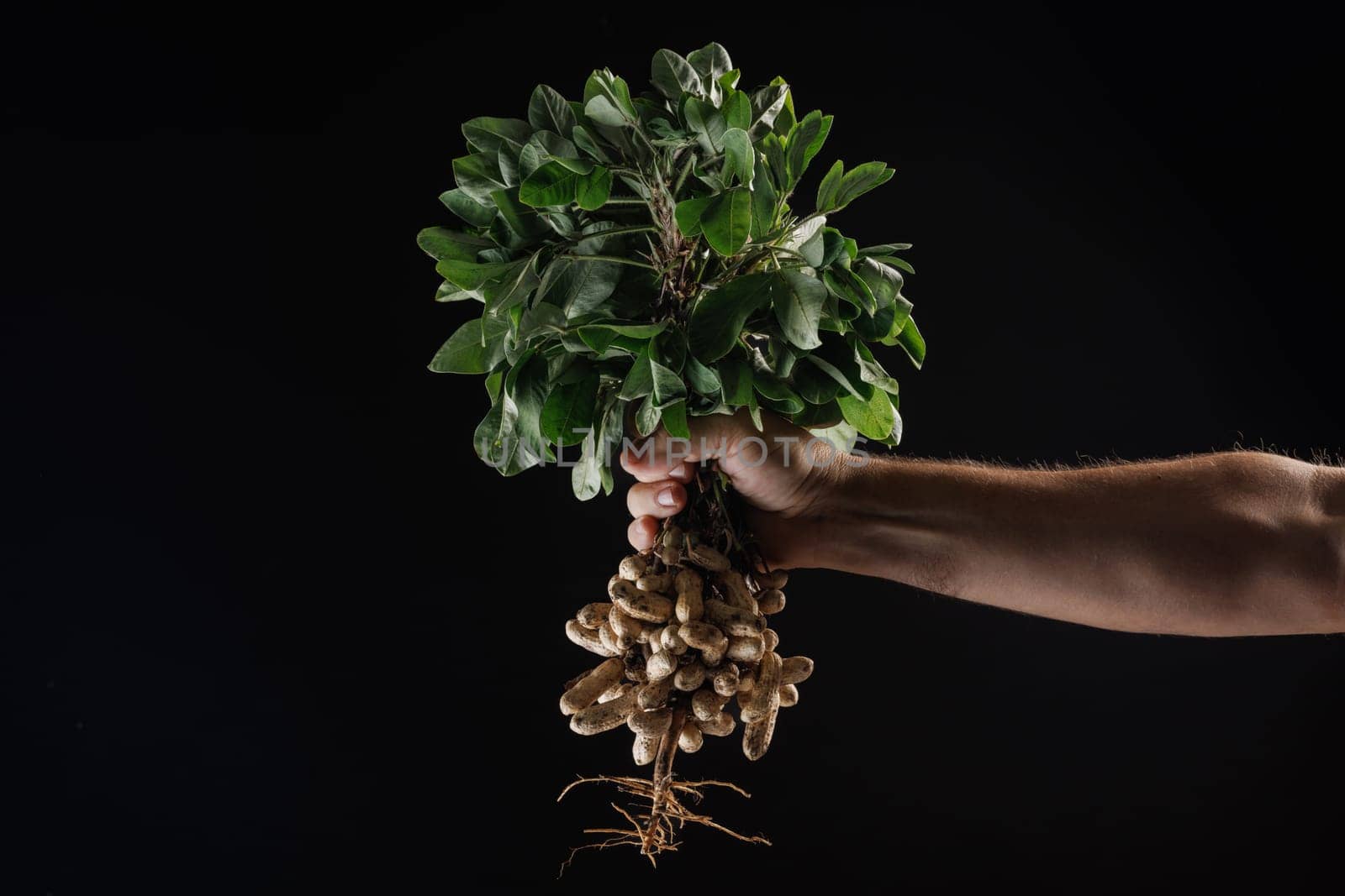 Farmer's hand holding a bunch of fresh peanuts with green leaves on a black background. The peanuts are attached to the roots, showing their natural state.