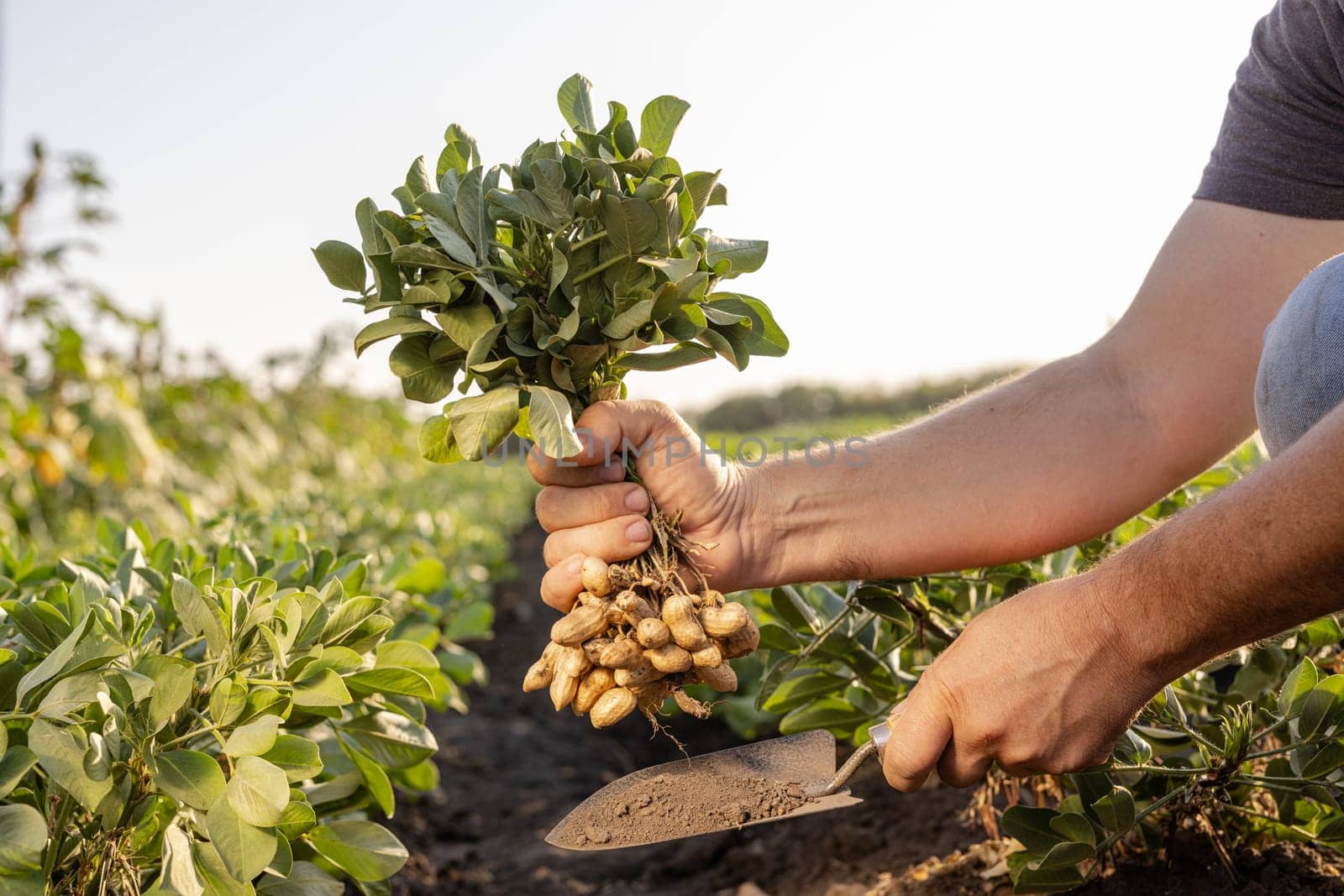 farmer's hand holding fresh peanuts with leaves close-up on groundnut field background, peanut harvesting