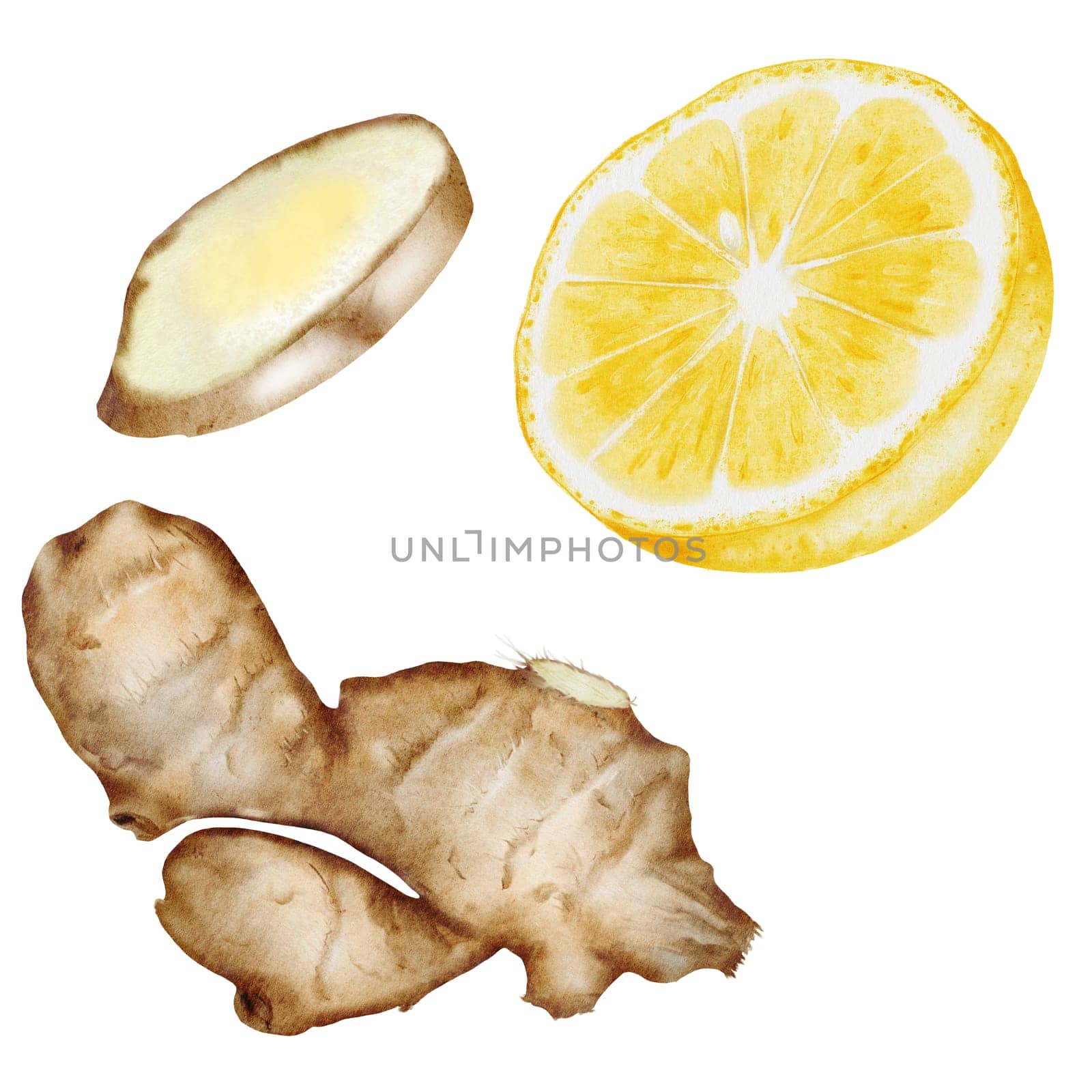 Lemon and ginger watercolor set. Hand drawn citrus and hot root on isolated white background. Clip art fruits and spices for hot drinks. Ideal for natural tea design and nutritionist blogs design. High quality illustration