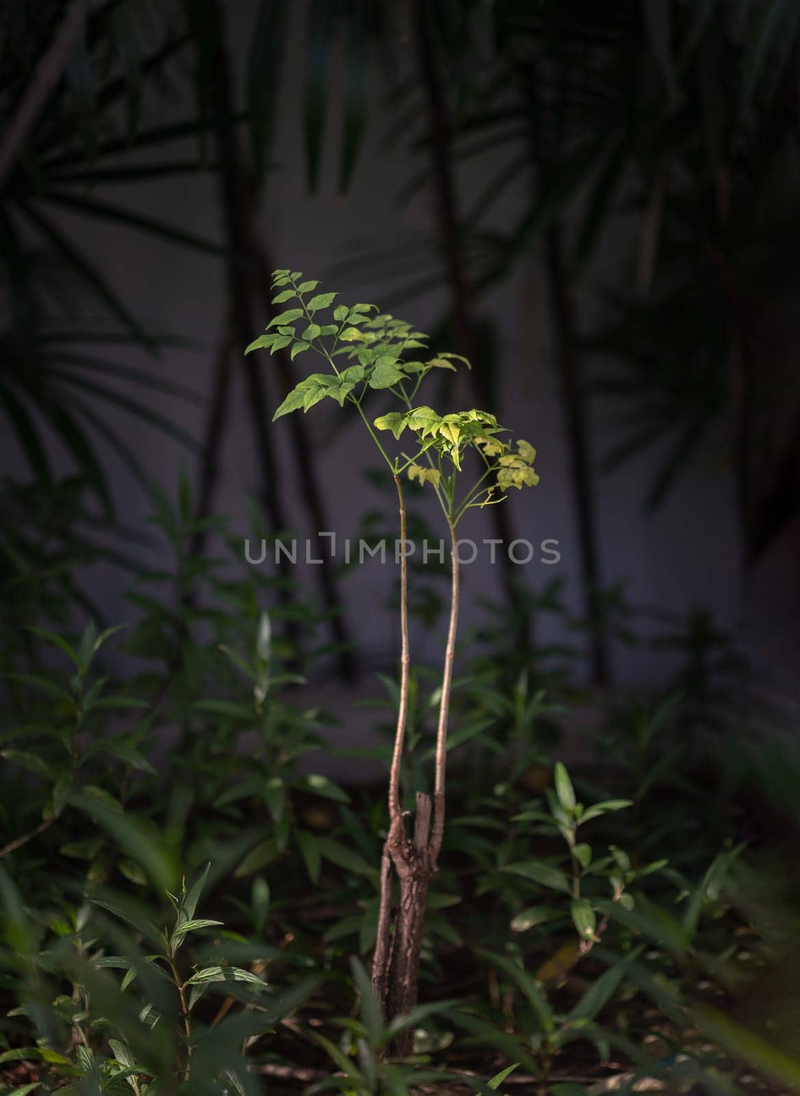 Green leaves of Tree with Natural light in park. Light and shadow, Space for text, Selective focus.