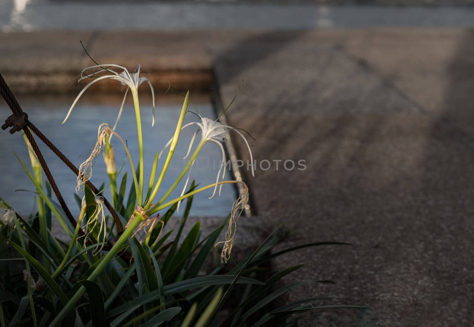 Hymenocallis caroliniana White Spider Lily or White spiderlily (hymenocallis latifolia) flowers in park on rooftop of residential building. Environmental friendly building design. Space for text, Selective focus.