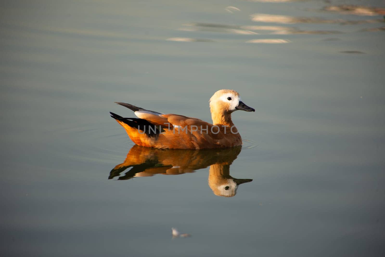 Red haired duck swims along quiet pond in the nature reserves on calm water with its reflection in the surface
