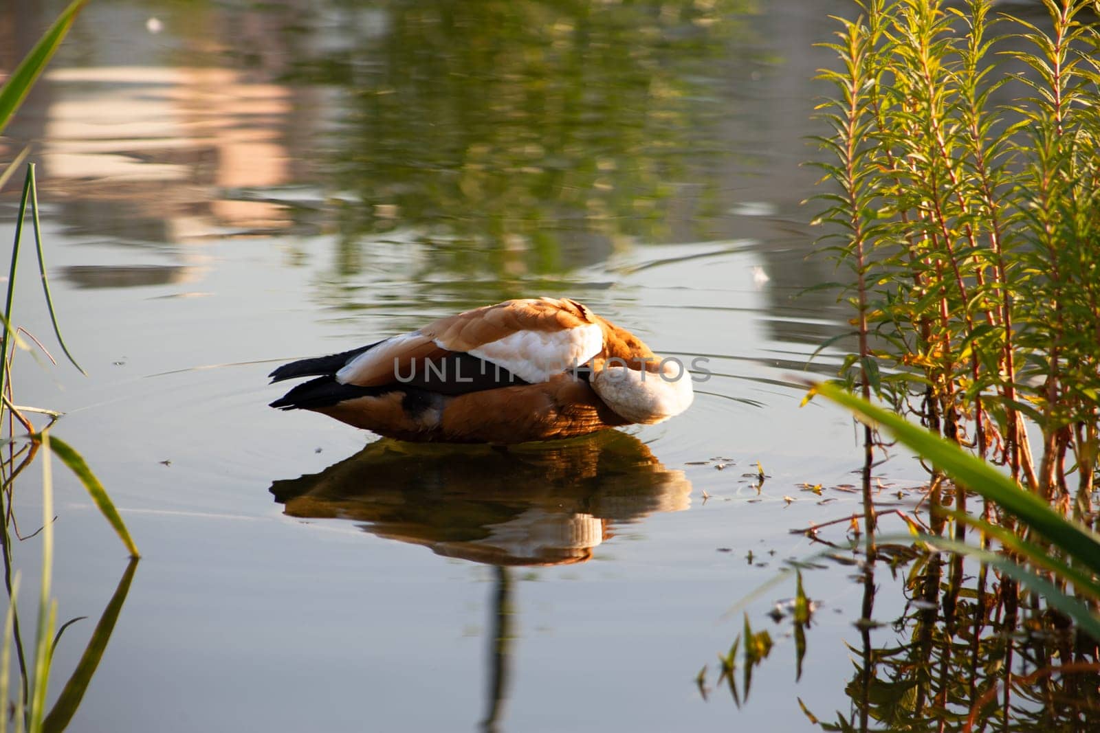 Red duck uses beak to clean its feathers in the water. Water bird grooming itself, duck routine