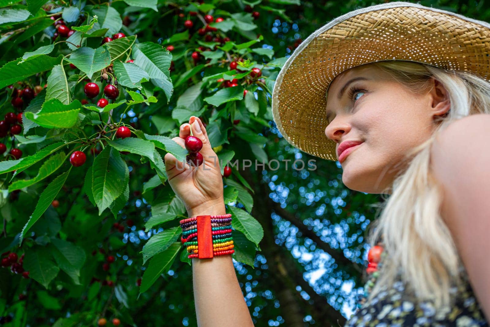 In the heart of a flourishing cherry orchard, a woman stands, her sun-kissed blonde hair peeking out from beneath a straw hat, her gaze fixed on a handful of ripe cherries cradled in her hand with colorful bracelet. With a warm smile adorning her lips, she radiates an eagerness to taste the succulent fruit. The cherry tree behind her boasts an abundance of crimson treasures, each one plump and tempting, ready to be savored. The woman's bronzed skin reflects the summer sun's embrace, a testament to the days spent amidst nature's bounty. Against the backdrop of the orchard's lush foliage, she embodies the essence of leisure and contentment. The air is filled with the sweet aroma of cherries, mingling with the earthy scent of the orchard. In this tranquil moment, she finds solace and joy in the simple pleasures of life. With each cherry promising a burst of flavor, she eagerly anticipates the delight that awaits with each juicy bite