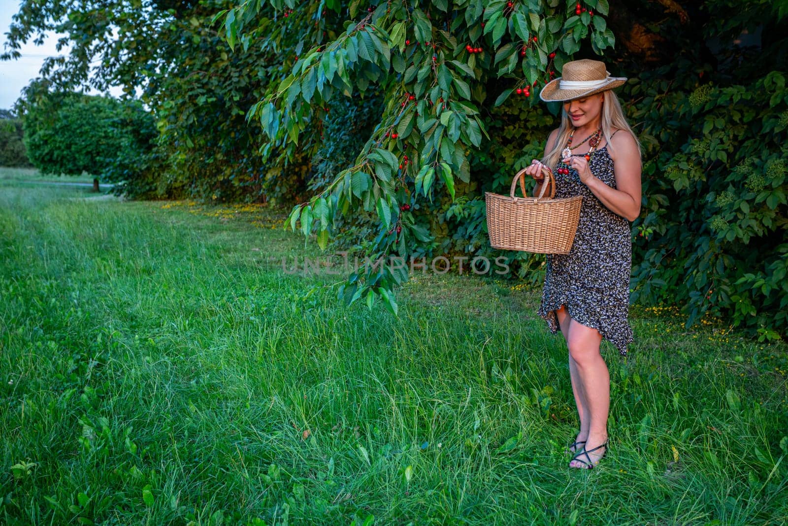 The photograph portrays a serene moment amidst the picturesque charm of a cherry orchard. Standing amidst the verdant foliage, a blonde woman's graceful silhouette is illuminated by the soft sunlight filtering through the leaves. She is adorned in a delightful summer dress adorned with dainty floral patterns, exuding a sense of freshness and vitality. Around her neck hangs a necklace crafted from colorful beads, adding a playful touch to her ensemble, while a straw hat adorns her head, offering respite from the sun's warm embrace. Her sun-kissed skin glows with a radiant warmth, complemented by the chic simplicity of her attire. In her hands, she holds a woven basket, a symbol of harvest and abundance, while the other hand gently cradles ripe cherries, their vibrant red hues a testament to nature's bounty. With careful precision, she places the cherries into the basket, each one a precious gem of summer's harvest. As she stands amidst the lush green grass, the tranquility of the scene is palpable. The time for cherry picking has arrived, and the woman embraces the task with quiet reverence, fully immersed in the beauty of the moment. In this idyllic setting, she finds solace and joy in the simple pleasures of life, surrounded by the enchanting beauty of nature's abundance.