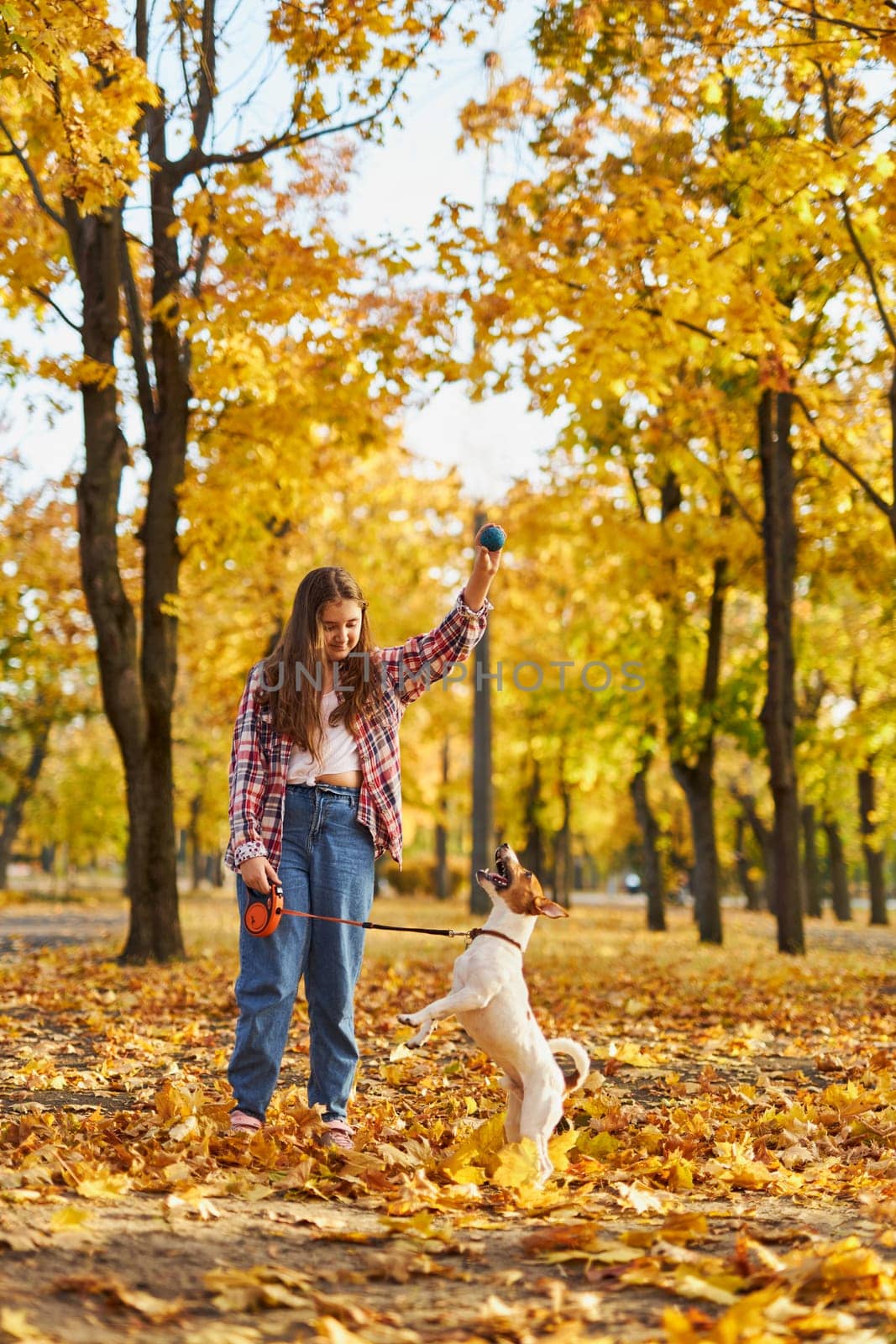 Happy joyful little girl playing with her funny Jack Russell Terrier in beautiful autumn forest, child playing and having fun with dog during walk in nature. Children and pets outdoors