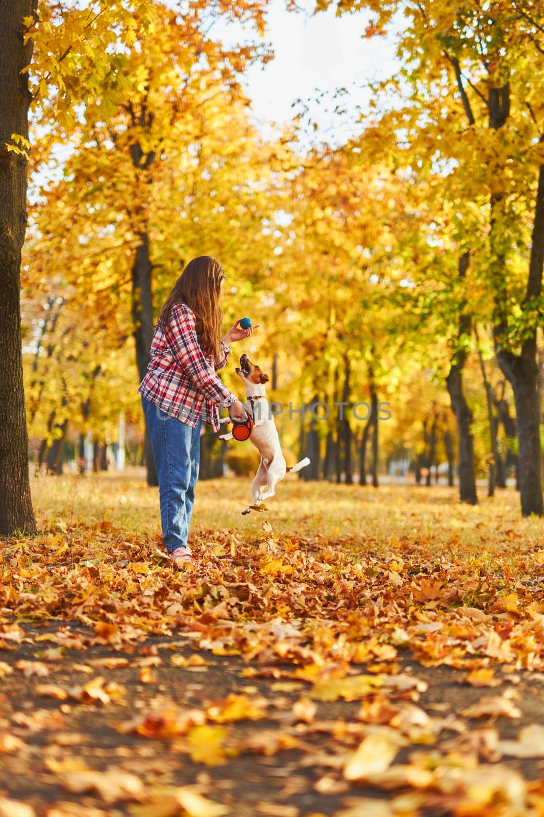 Happy joyful little girl playing with her funny Jack Russell Terrier in beautiful autumn forest, child playing and having fun with dog during walk in nature. Children and pets outdoors