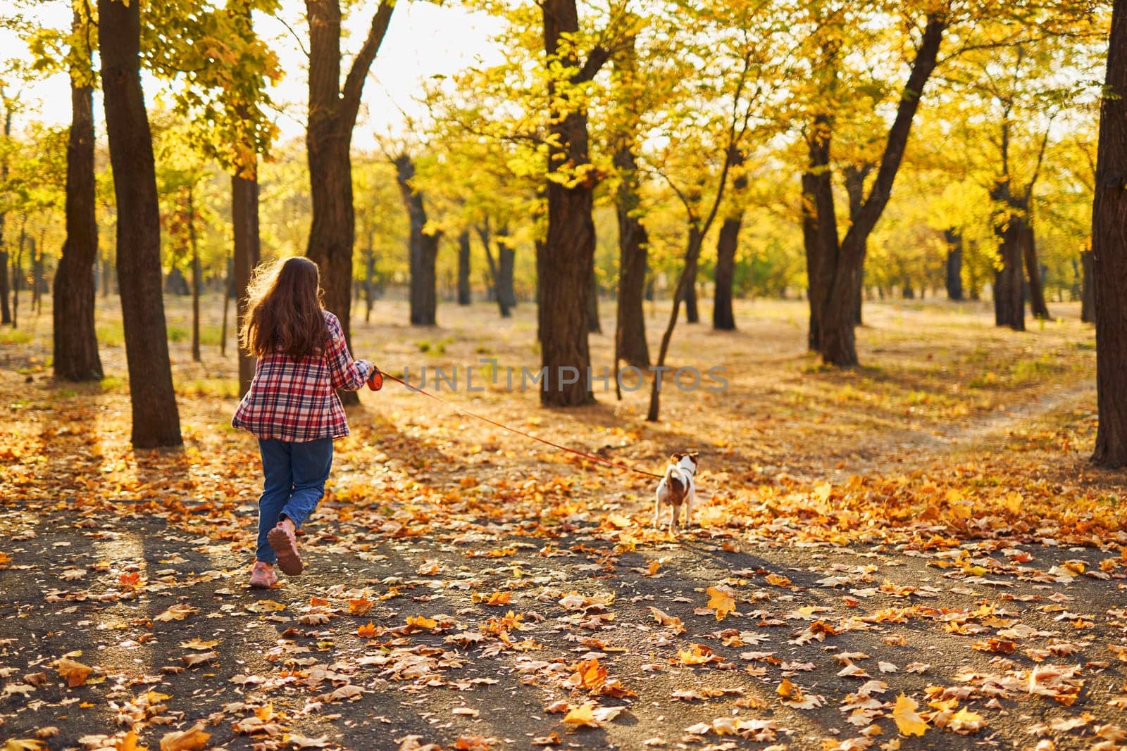 Happy joyful little girl playing with her funny Jack Russell Terrier in beautiful autumn forest, child playing and having fun with dog during walk in nature. Children and pets outdoors