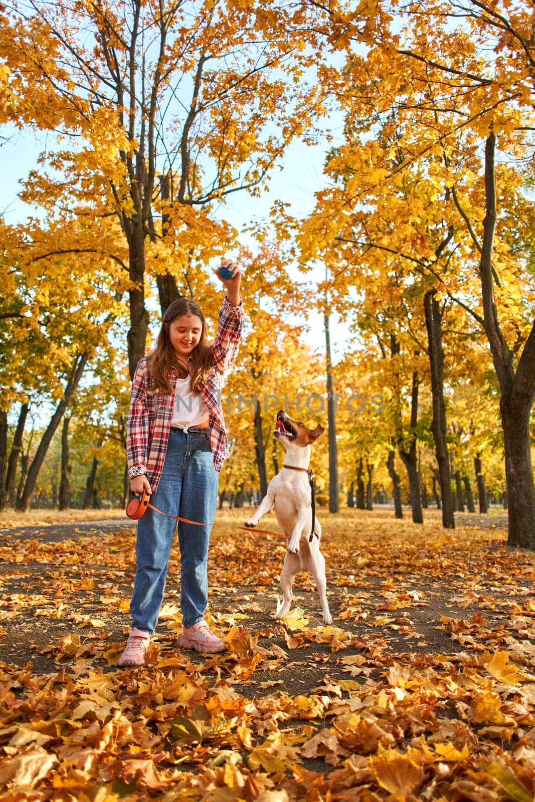 Happy joyful little girl playing with her funny Jack Russell Terrier in beautiful autumn forest, child playing and having fun with dog during walk in nature. Children and pets outdoors