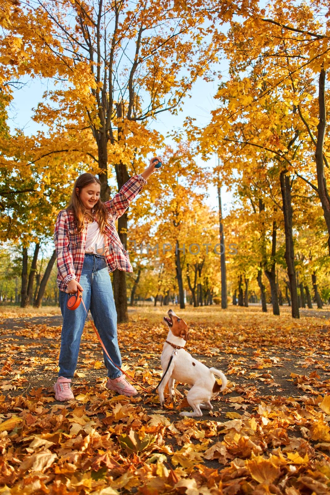 Happy joyful little girl playing with her funny Jack Russell Terrier in beautiful autumn forest, child playing and having fun with dog during walk in nature. Children and pets outdoors