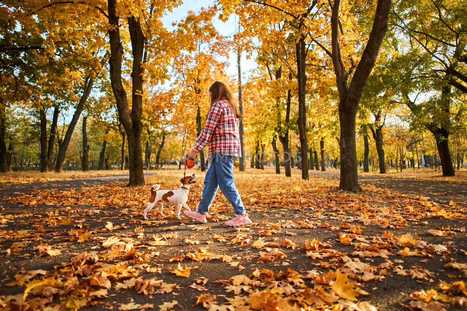 Happy joyful little girl playing with her funny Jack Russell Terrier in beautiful autumn forest, child playing and having fun with dog during walk in nature. Children and pets outdoors