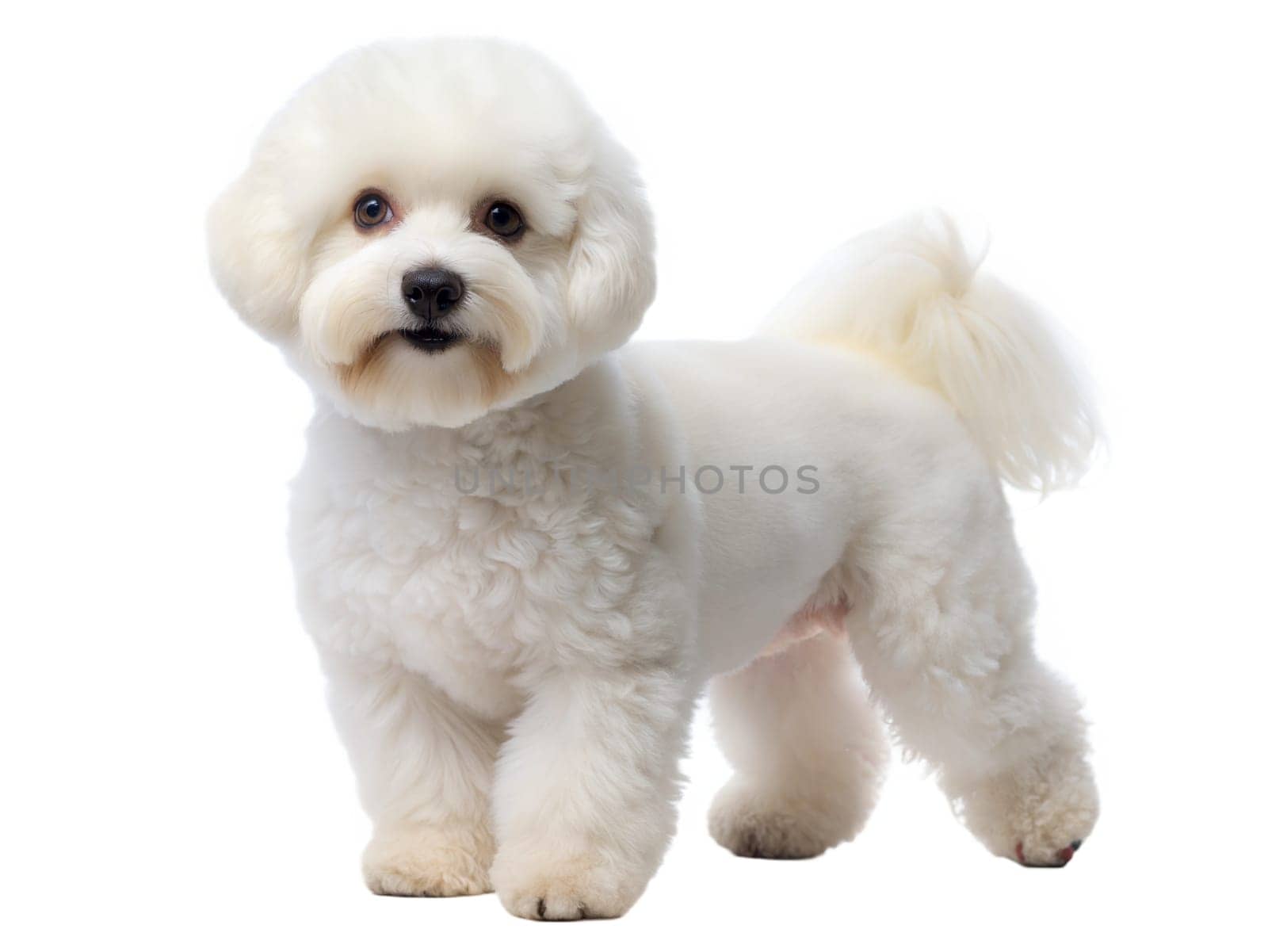 Bichon Frise Dog. White bolognese dog or Bichon Frise dog, isolated on white background. Ai generated
