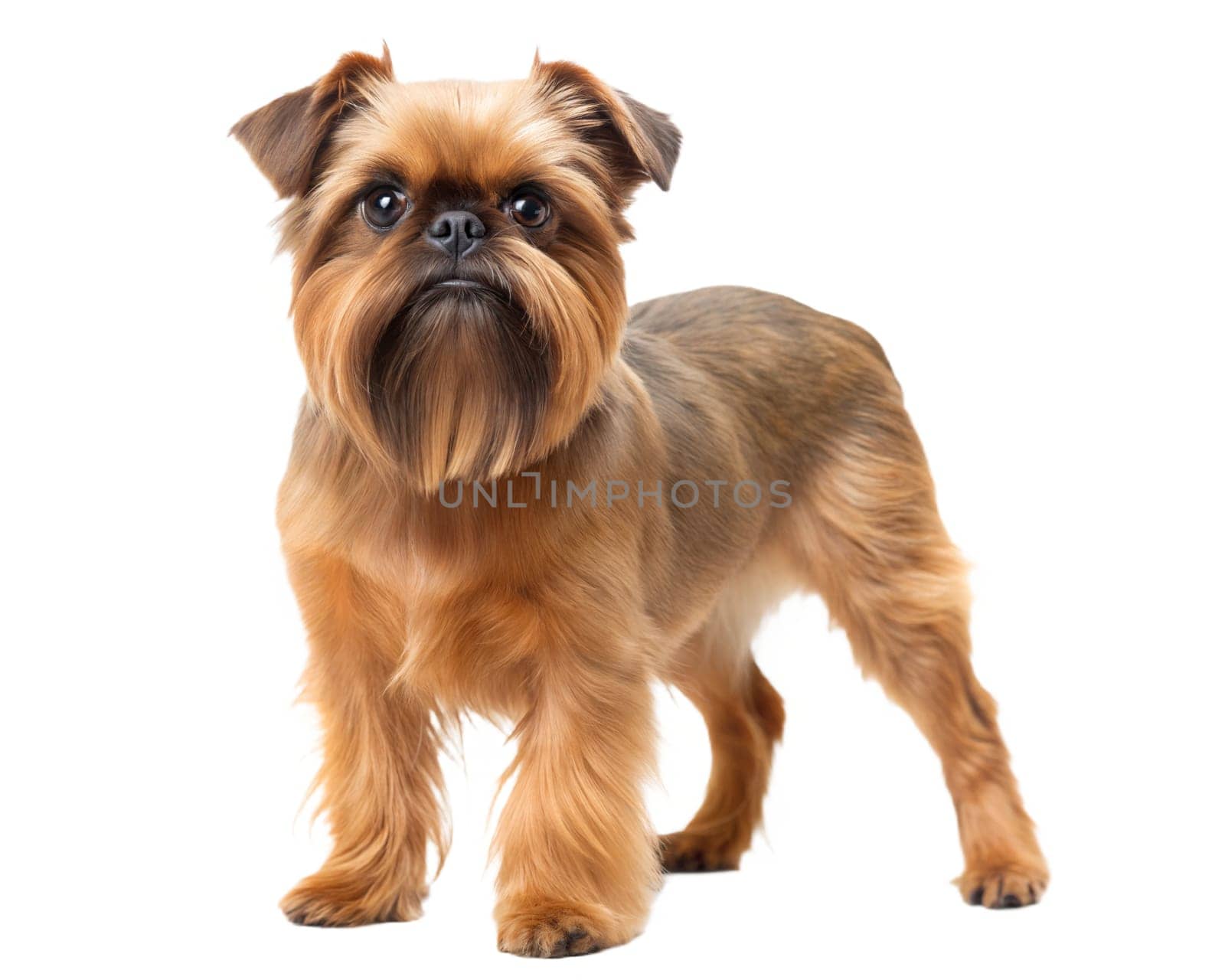 Belgian Griffon, Brussels Griffon dog Isolated on white background in studio. Ai generated