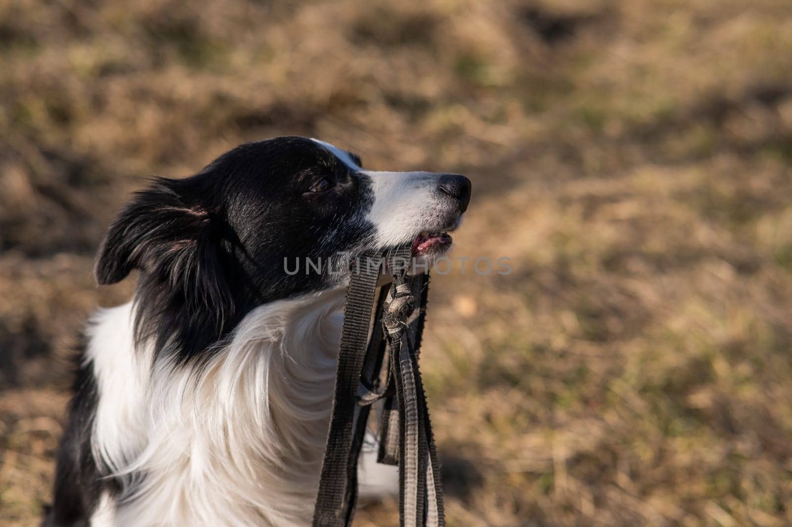 Border collie holding a leash in his mouth on a walk in the autumn park