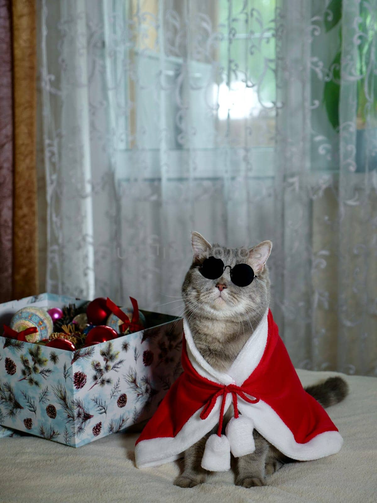 Scottish straight cat in New Year's red suit and sunglasses for New Year, Christmas. A pet on the eve of the holidays 2025 at home on the bed