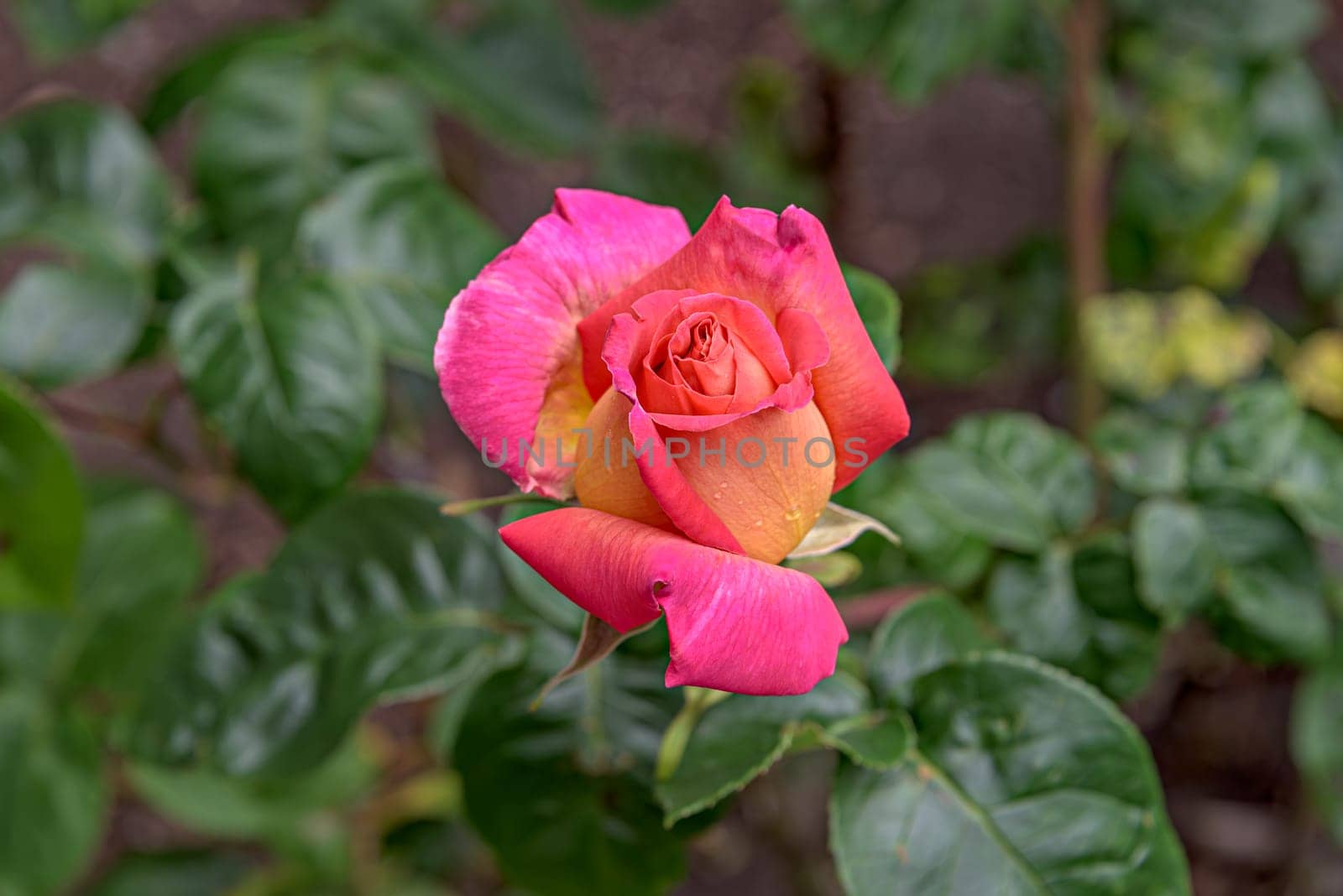 Marcescent scarlet roses on green leaves background. Close up image of the flower.