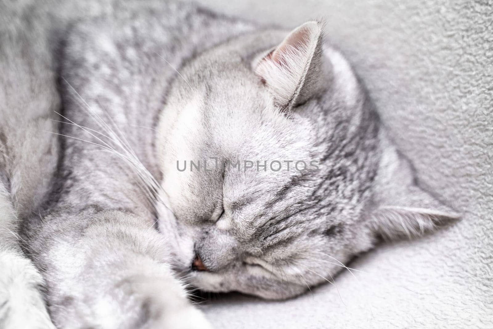 scottish straight cat is sleeping. Close-up of the muzzle of a sleeping cat with closed eyes. Against the backdrop of a light blanket. Favorite pets, cat food