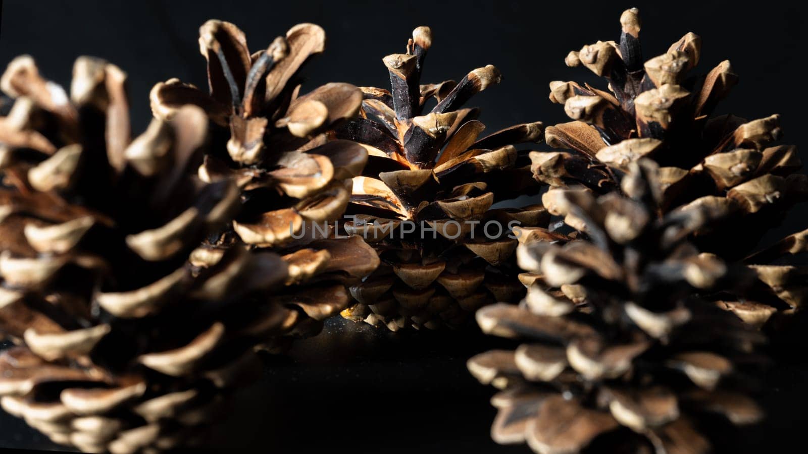 Large pine cones on dark background. Pine cones nice and dry and some are open up, Light and Shadow, Space for text, Selective focus.
