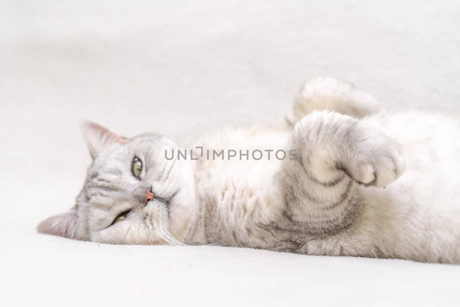 Scottish straight cat lies on his back. Cat upside down. Close up white cat face