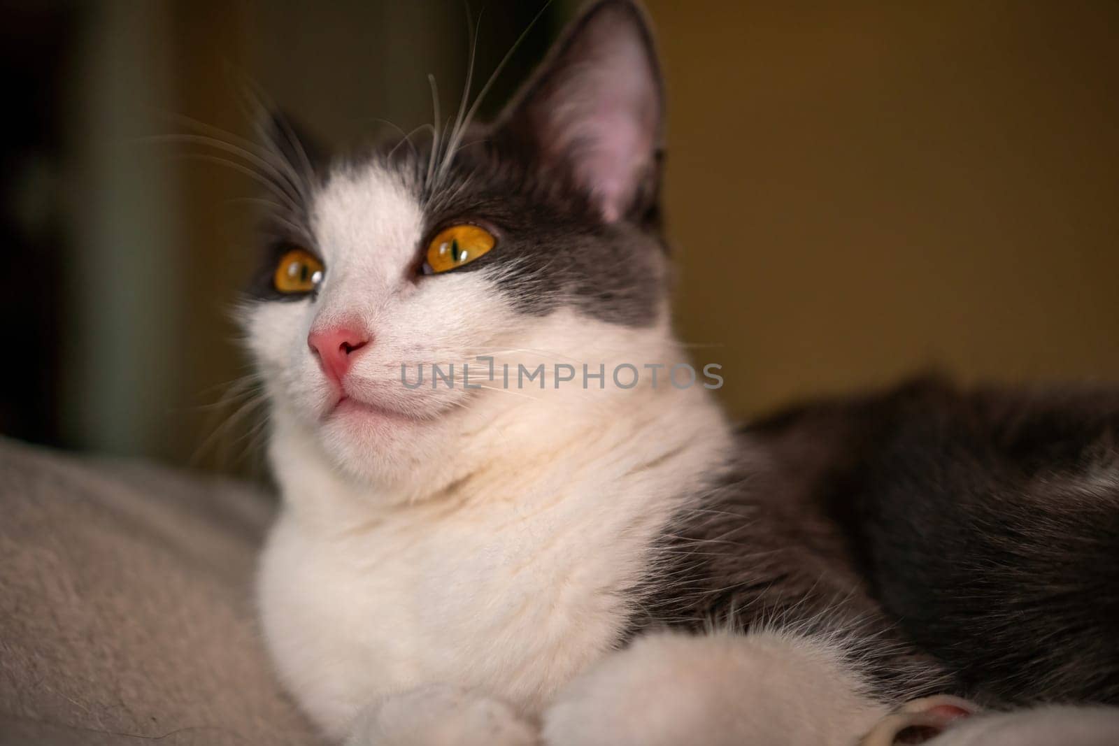 A black and white cat with bright yellow eyes stares intently into the distance, its pink nose slightly twitching.