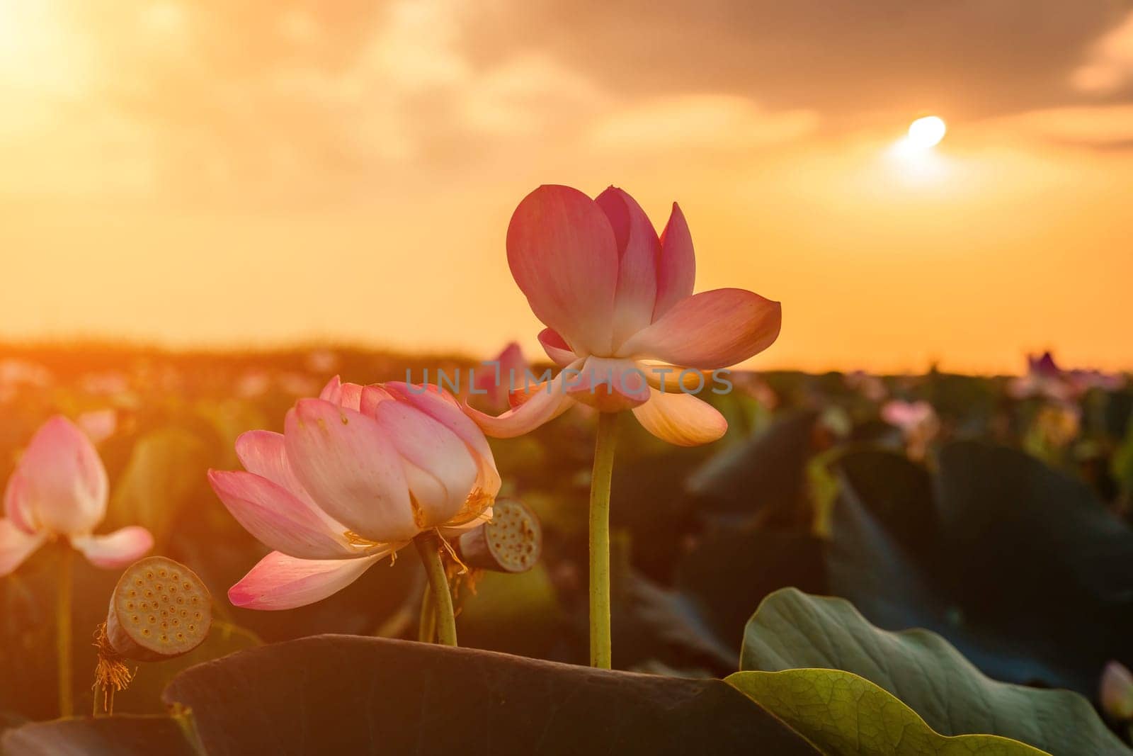 Sunrise in the field of lotuses, Pink lotus Nelumbo nucifera sways in the wind. Against the background of their green leaves. Lotus field on the lake in natural environment