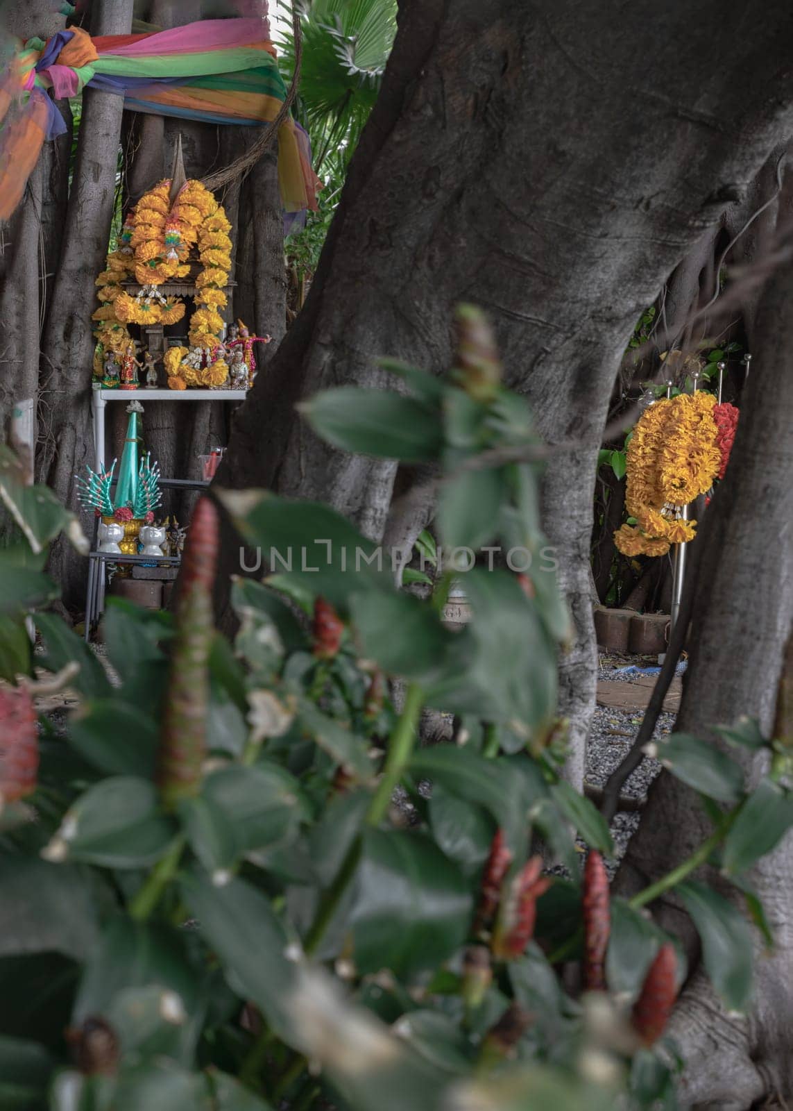 Bangkok, Thailand - 31 Aug, 2024 - A wooden spirit house or Joss house (Traditional thai miniature wooden house) with Thai dancing dolls, marigold flower garlands and Fabric colorful wrapped around the tree built for guardian spirit to reside for protective spirit of a place. is the belief of Thai villagers. Selective focus.