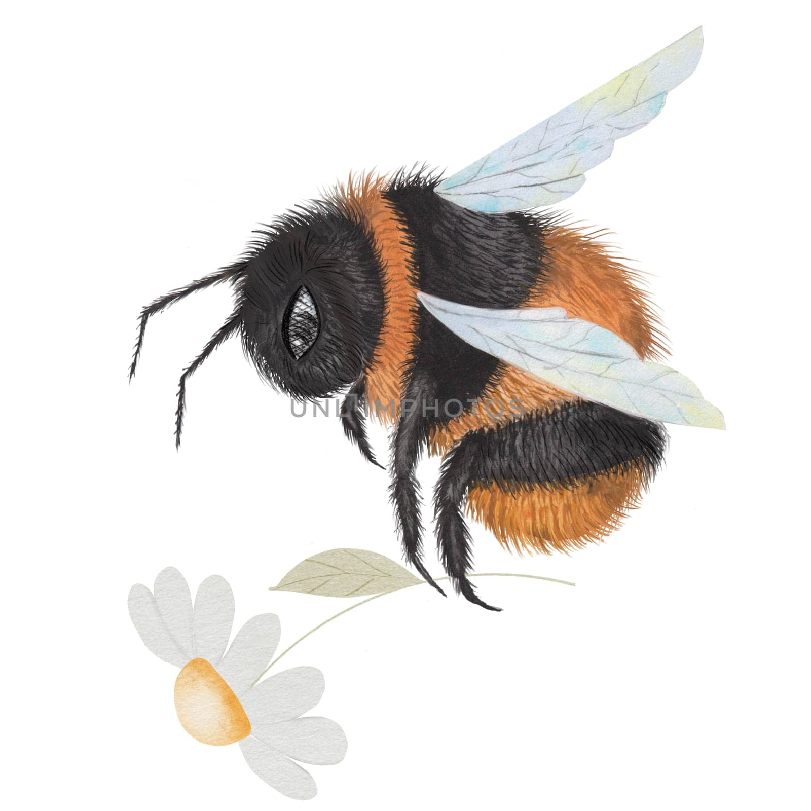 Bumblebee watercolor. Hand drawn bee with a flower on isolated white background. Clip art of garden insect. Ideal for honey logo, banner and natural cosmetics and food. High quality illustration