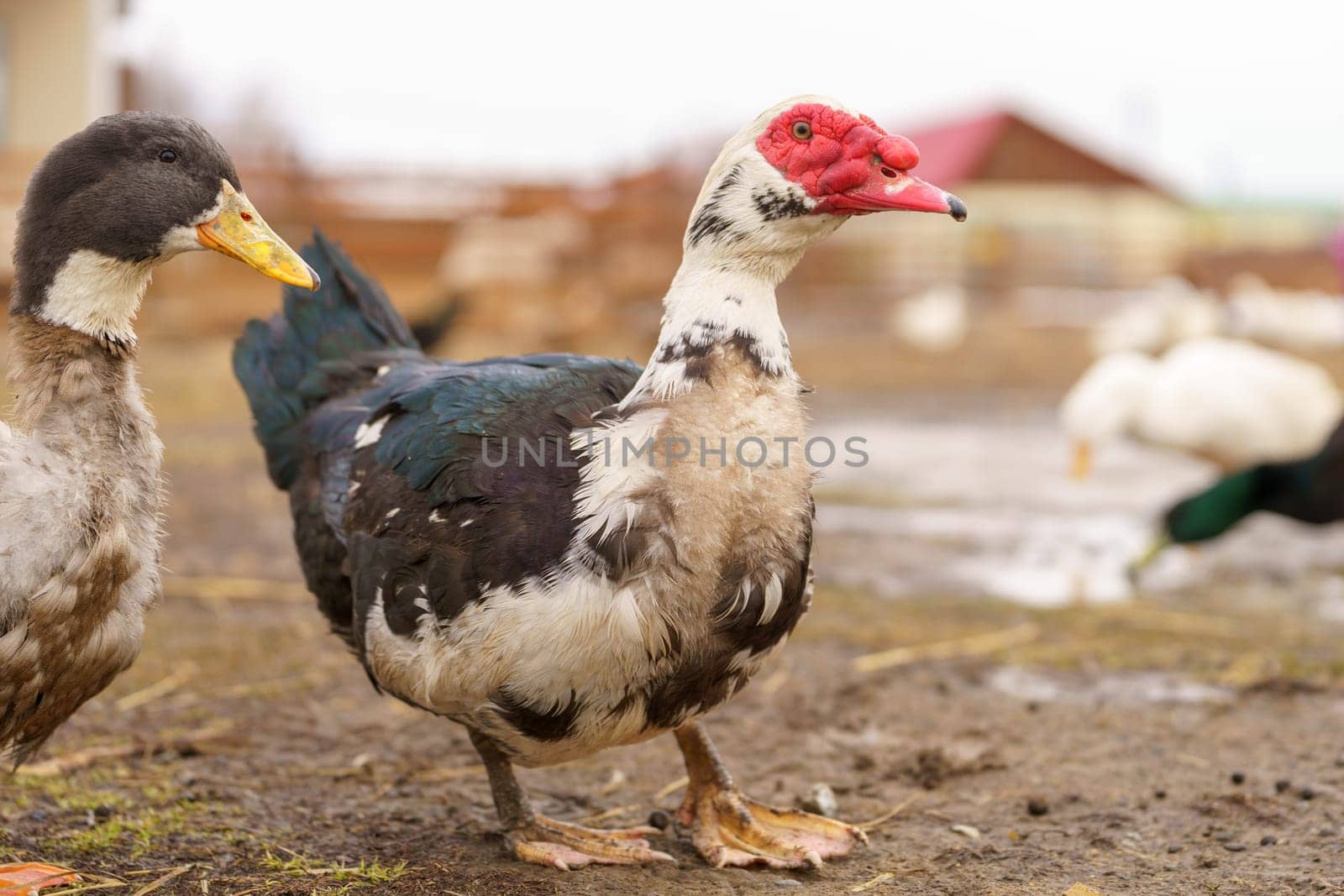 Muscovy Duck Foraging at Farmstead at Dusk. Selective focus.