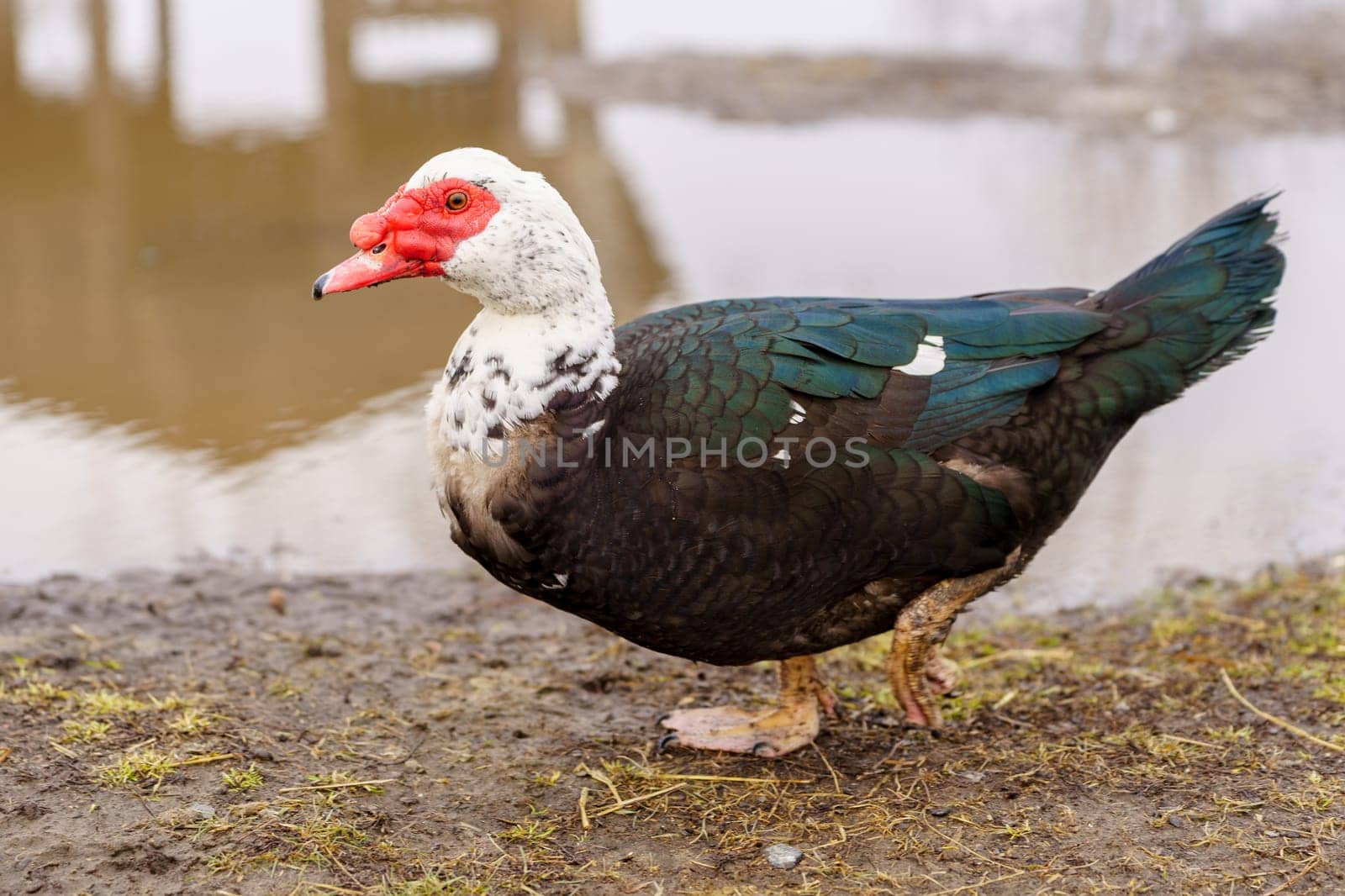 Muscovy Duck Foraging at Farmstead at Dusk. Selective focus.