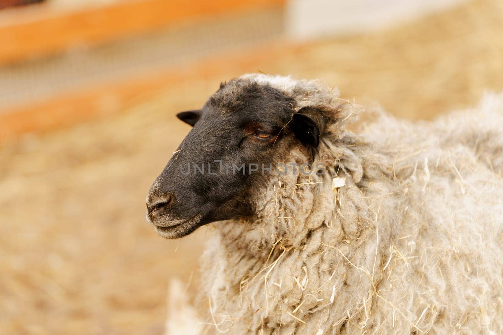 Sheep peacefully stands surrounded by golden hay in a farm pen, showcasing a serene and idyllic rural scene.
