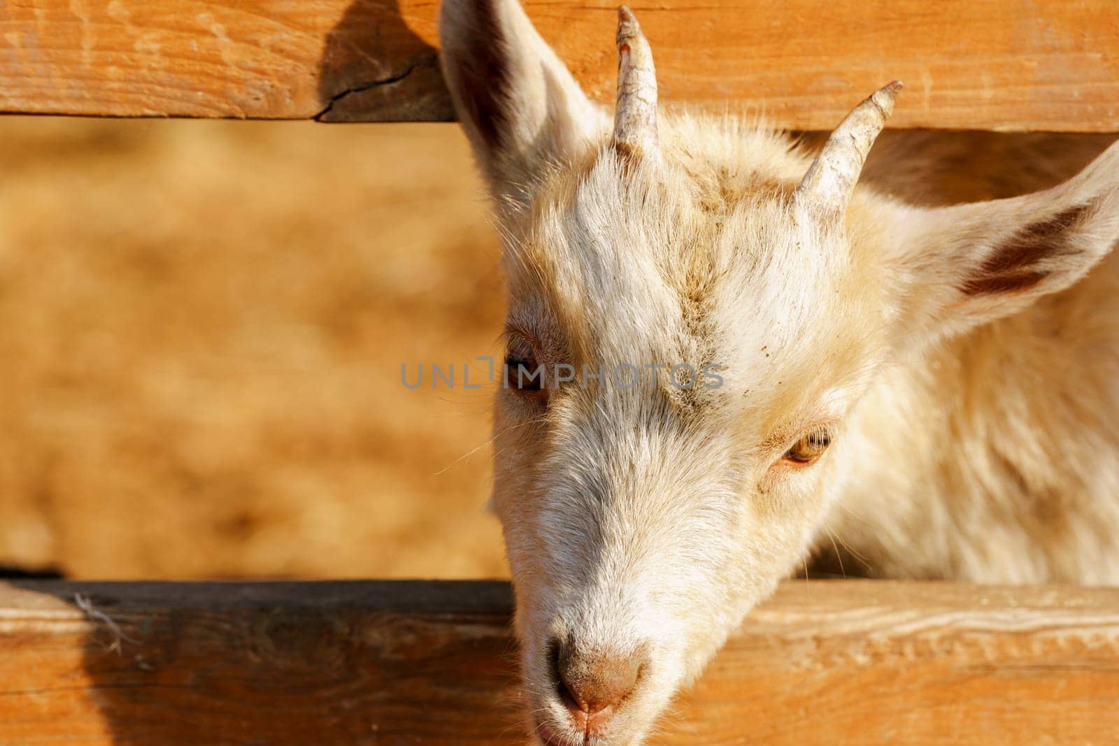 Close-up view of a curious goat surrounded by wooden fencing in a rustic pen.