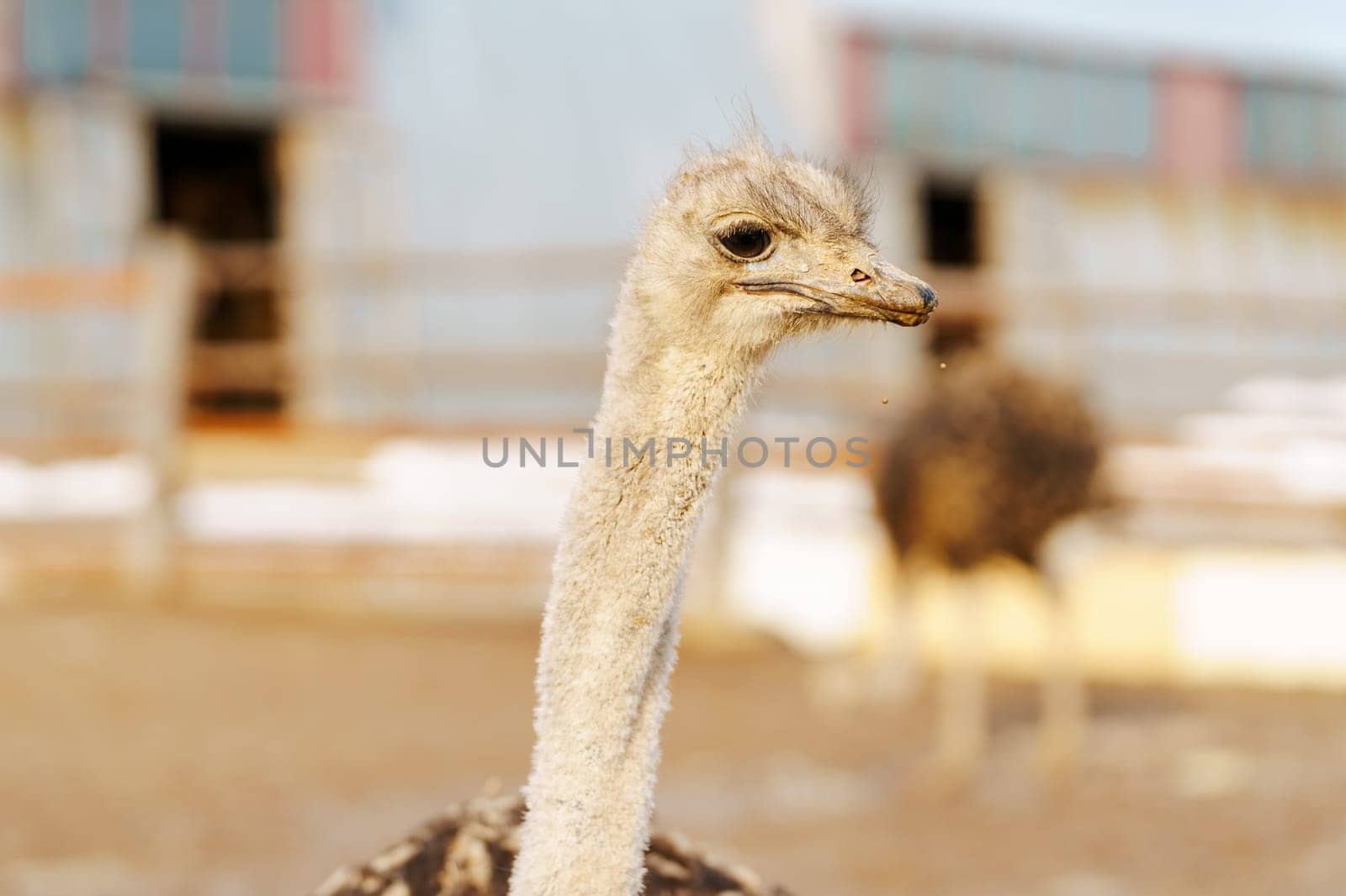 Ostrich stands tall and proud in a traditional barn setting, showcasing its impressive size and unique features.