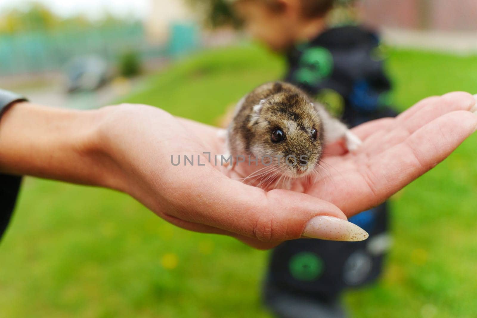 A gentle moment with a tiny rodent held in open hands outdoors on a sunny day, showcasing the connection between nature and friendship