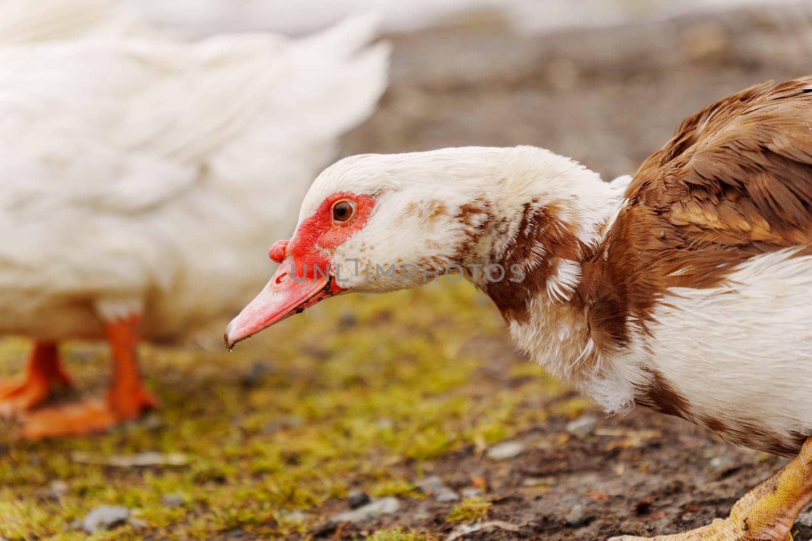 Muscovy duck white feathers gracefully stands, showcasing its vibrant red beak in a farm setting.