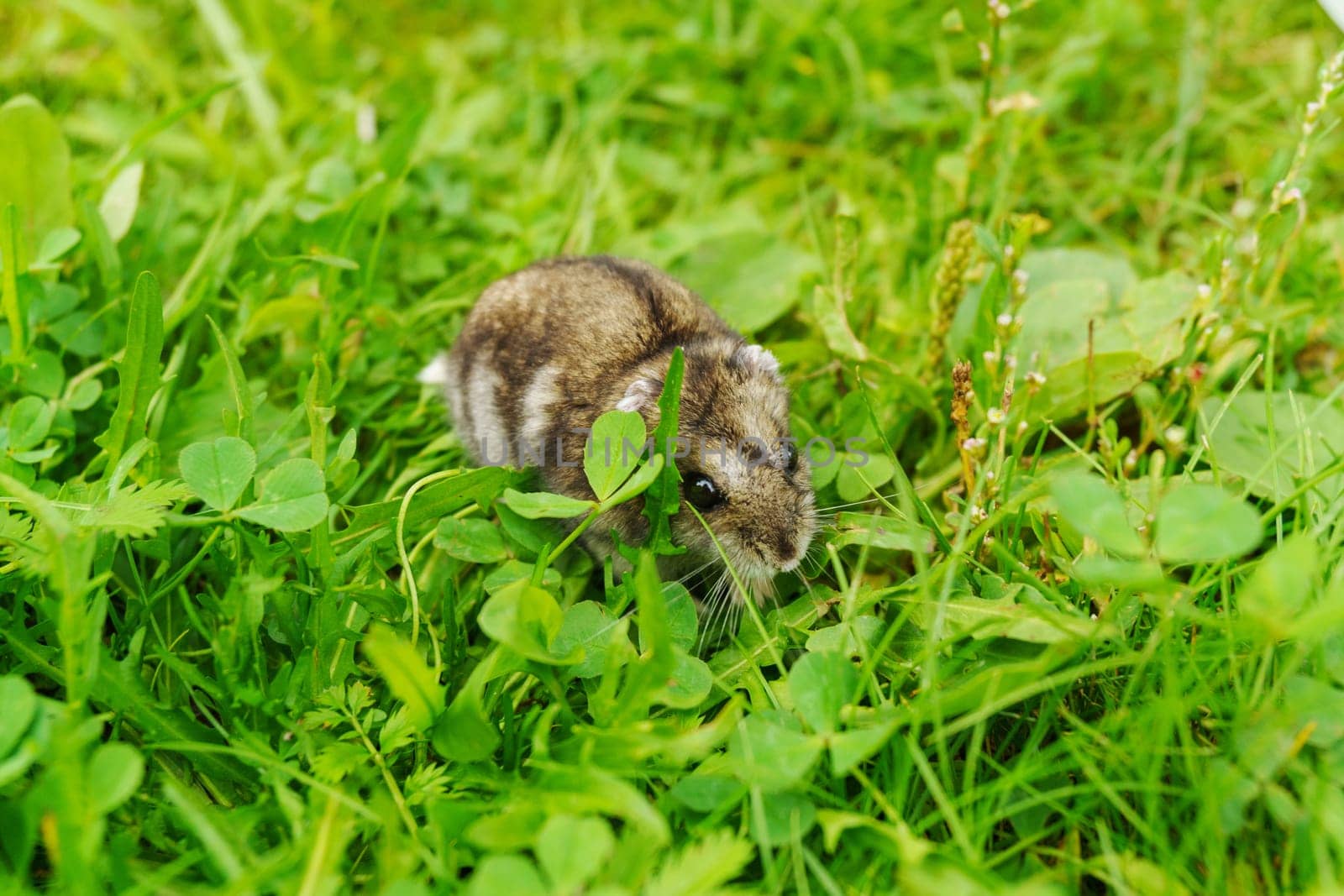 A tiny hamster cautiously navigates through a lush meadow adorned with bright green grass