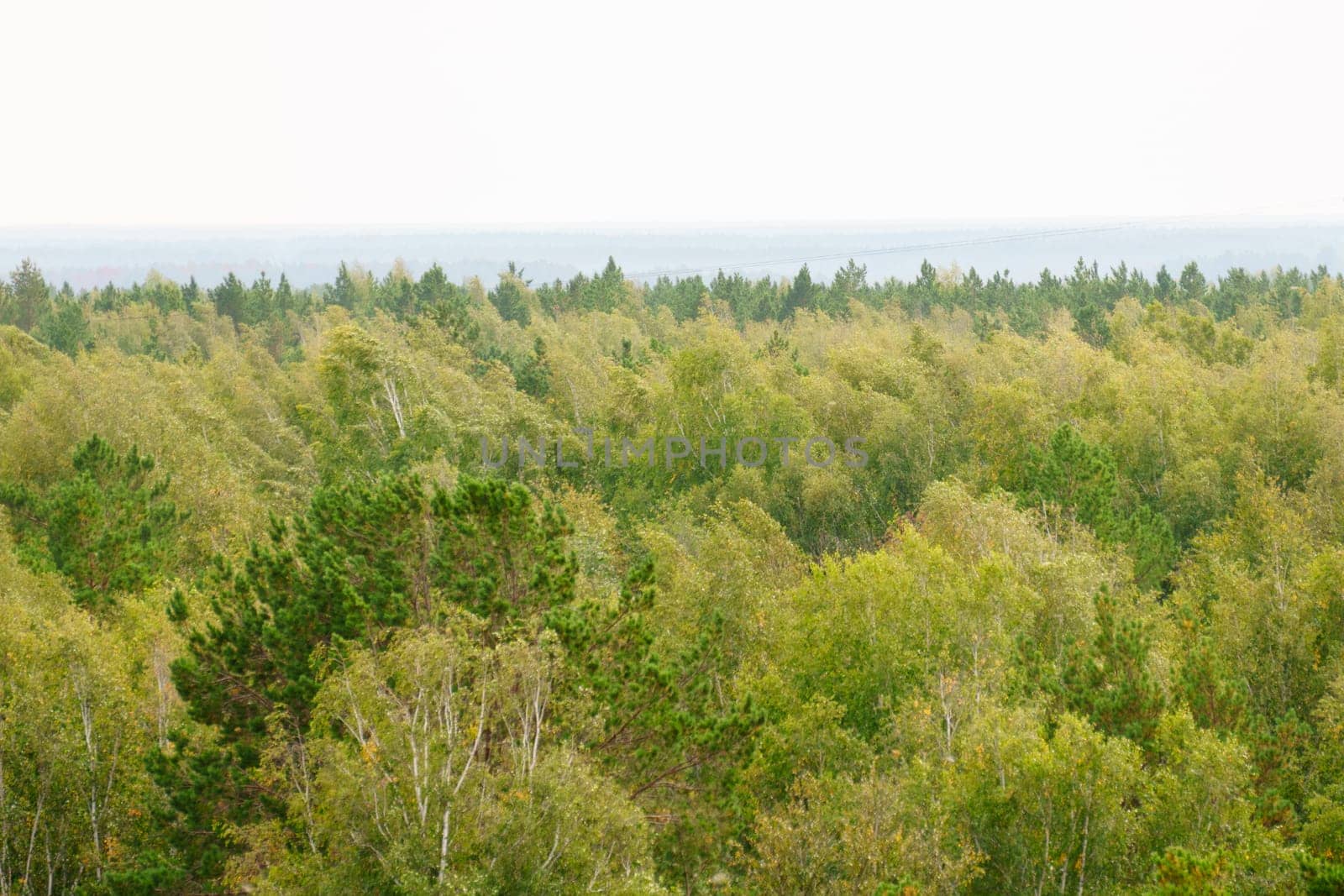 Tall trees blend harmoniously in shades of green, creating a soothing landscape under a soft, gray sky that hints at an approaching rain.