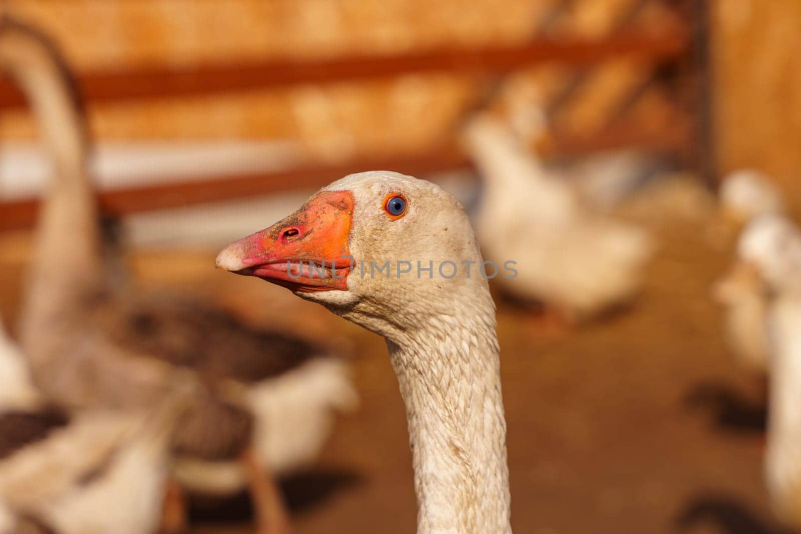 Geese Strutting on a Rustic Farmstead harmonious scene. Selective focus