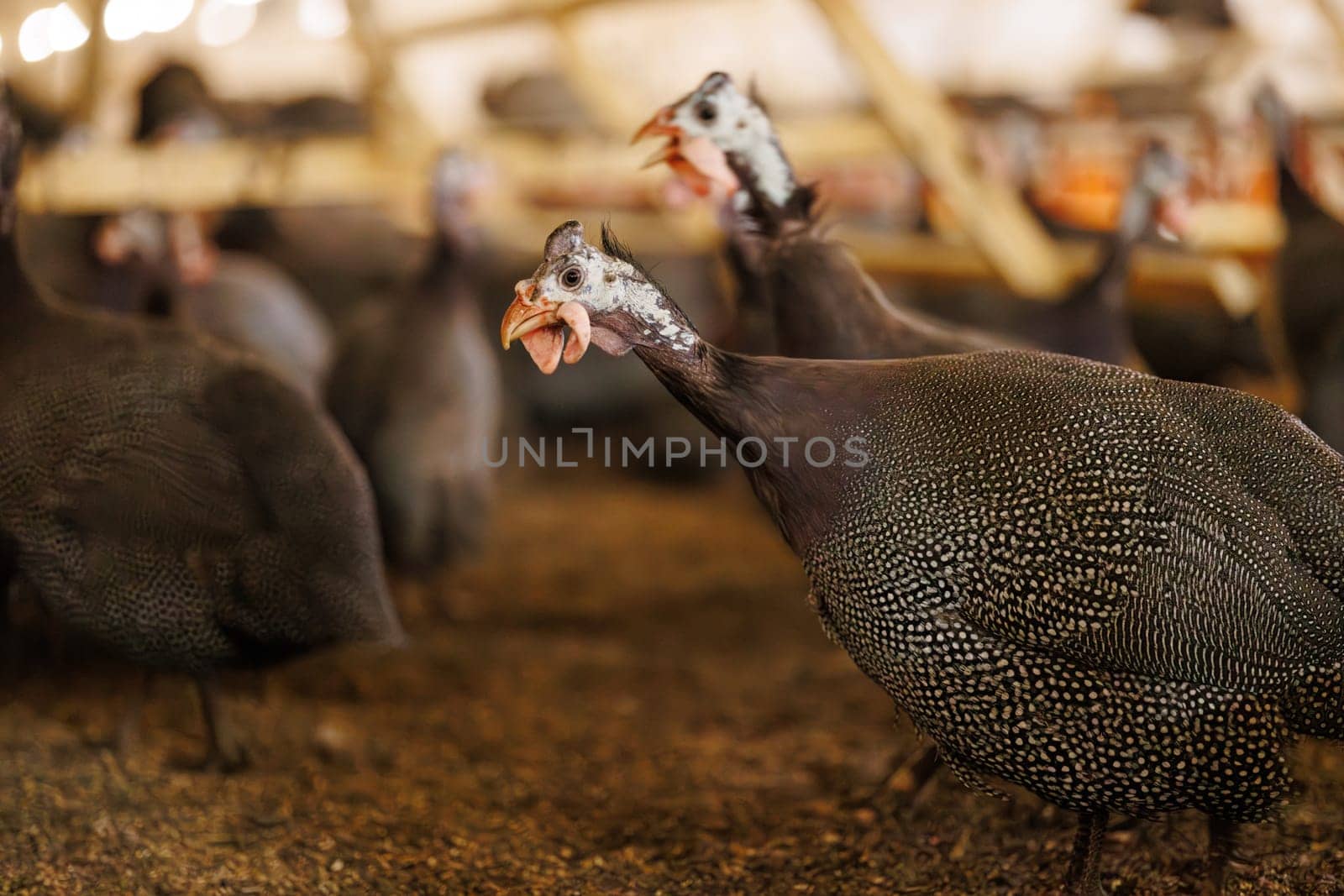 A group of guinea fowls on a poultry farm pecking at a feeder. Growing guinea fowls on a poultry farm, egg production